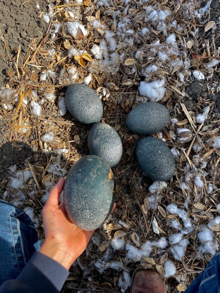 Emu Eier im Feld gefunden