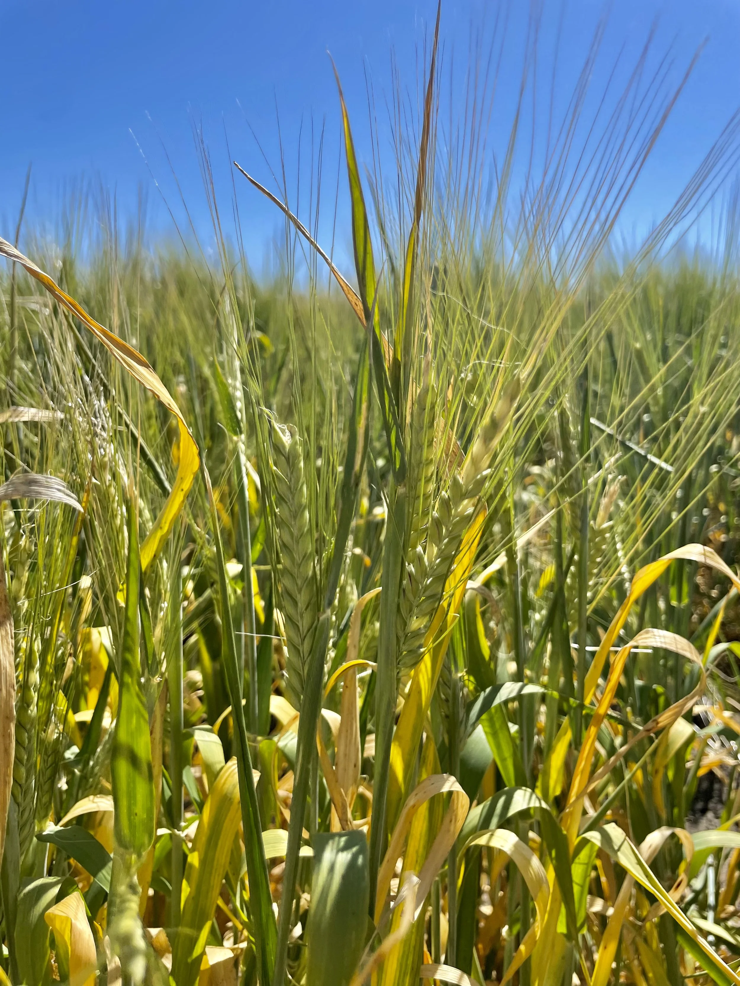 Gerste (Barley)