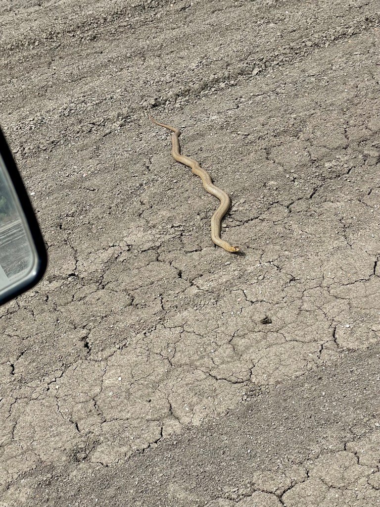 Östliche Braunschlange (Eastern Brown Snake)