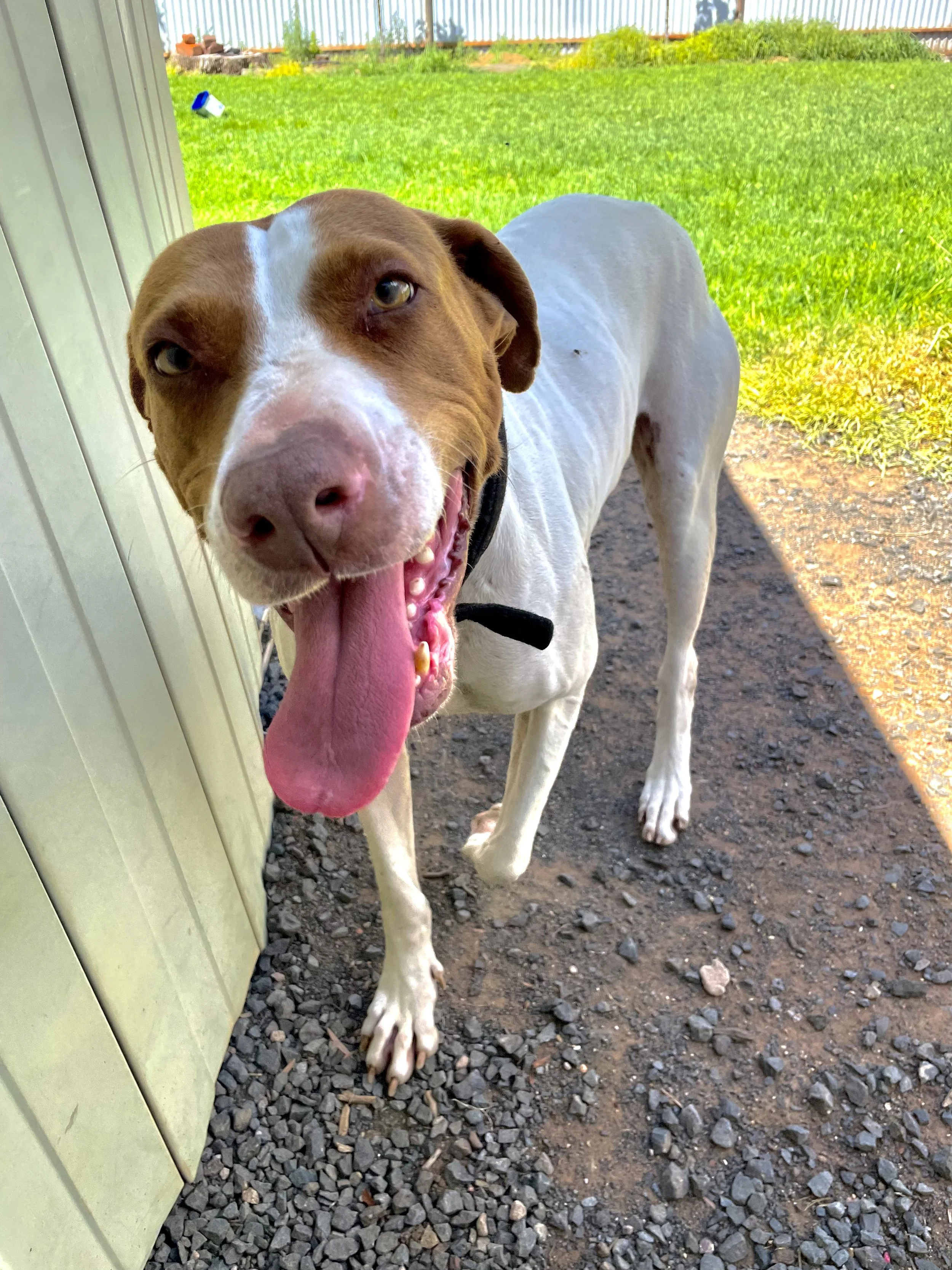 Daves Doggo