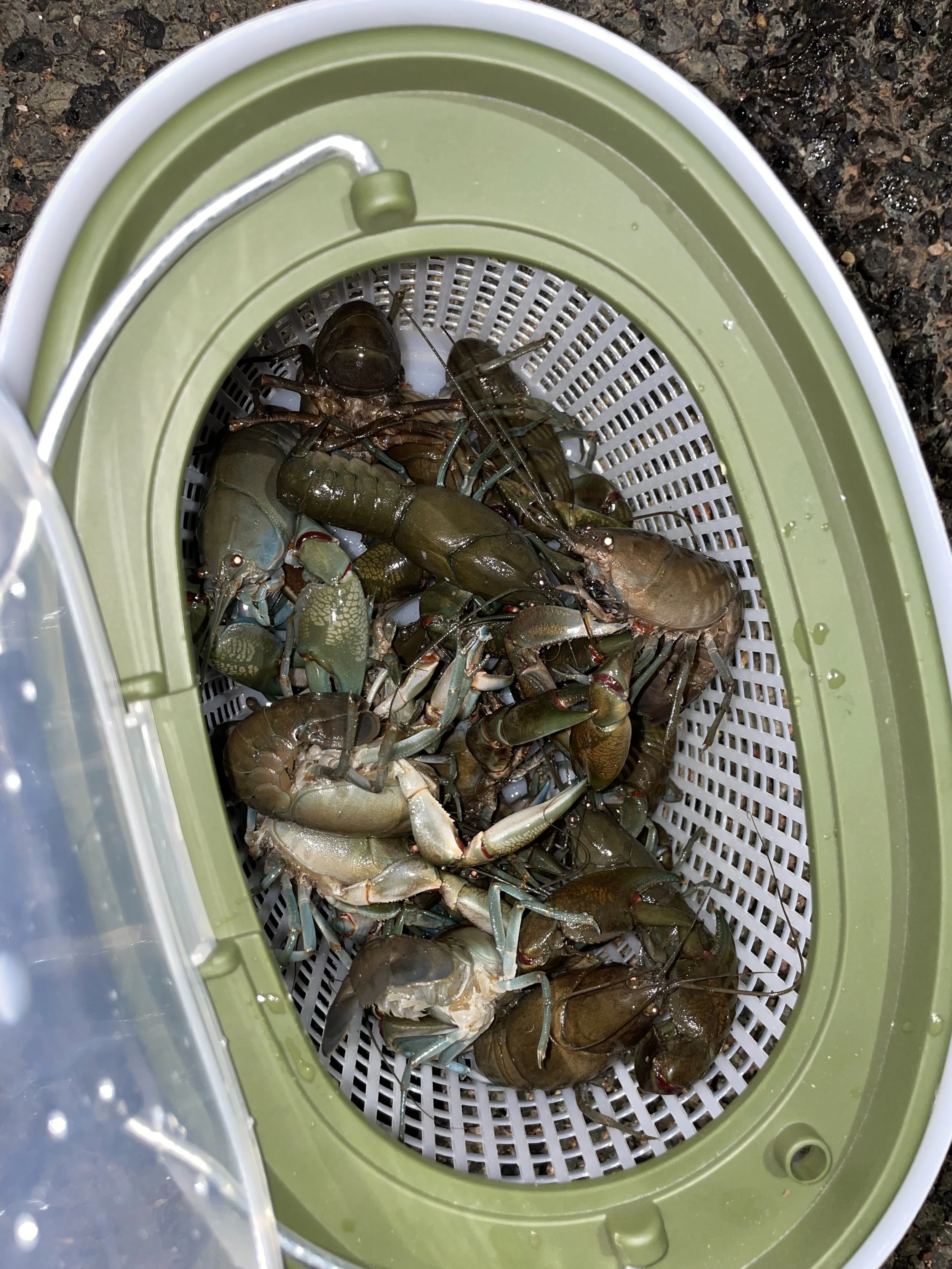 Yabbies