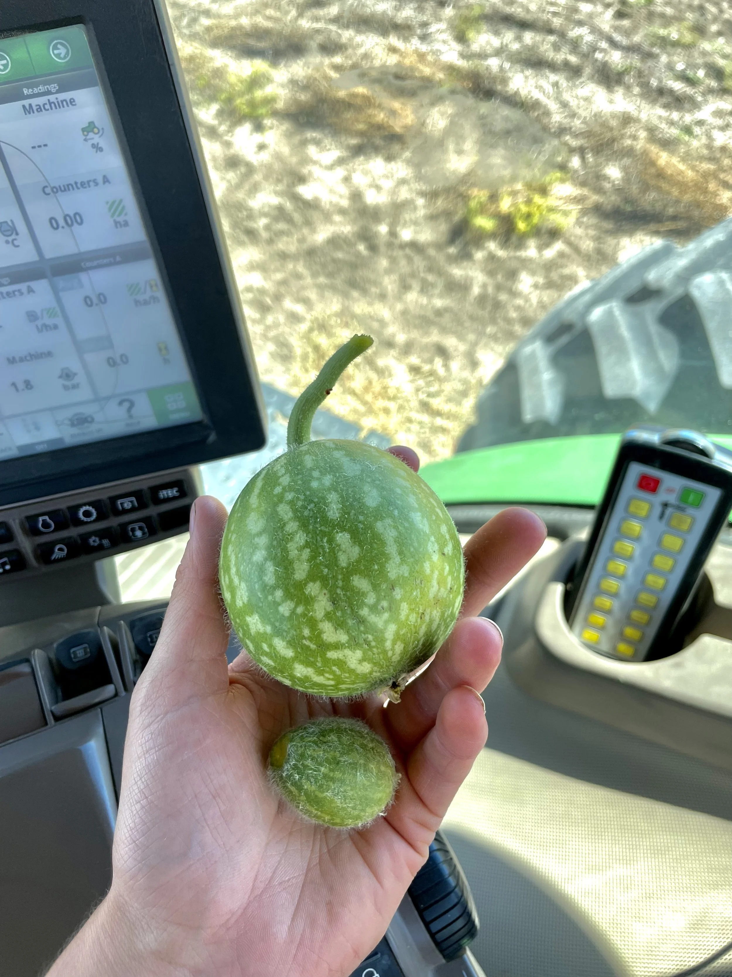 Stachelbeergurke (Paddy Melon)