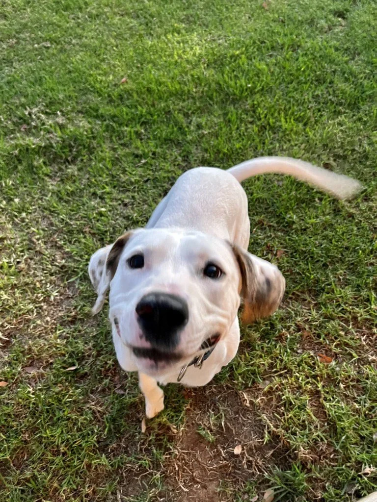 Ruger