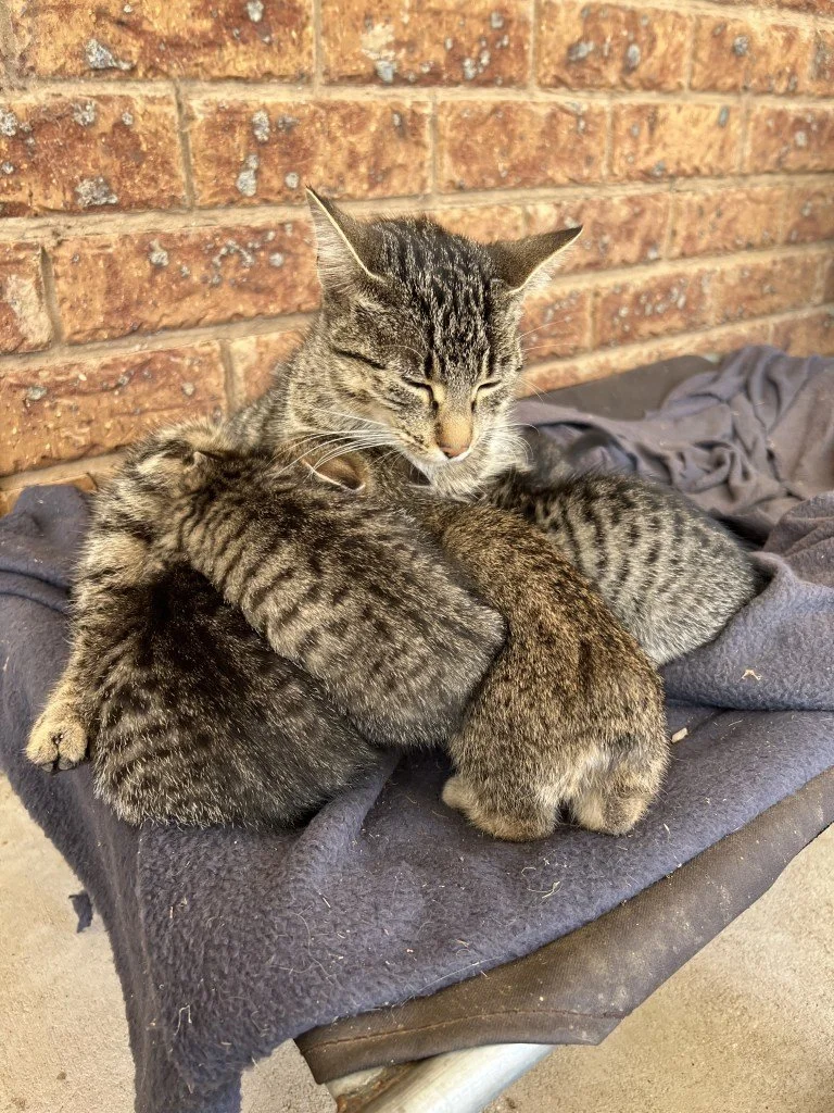 Bob und ihre Babies