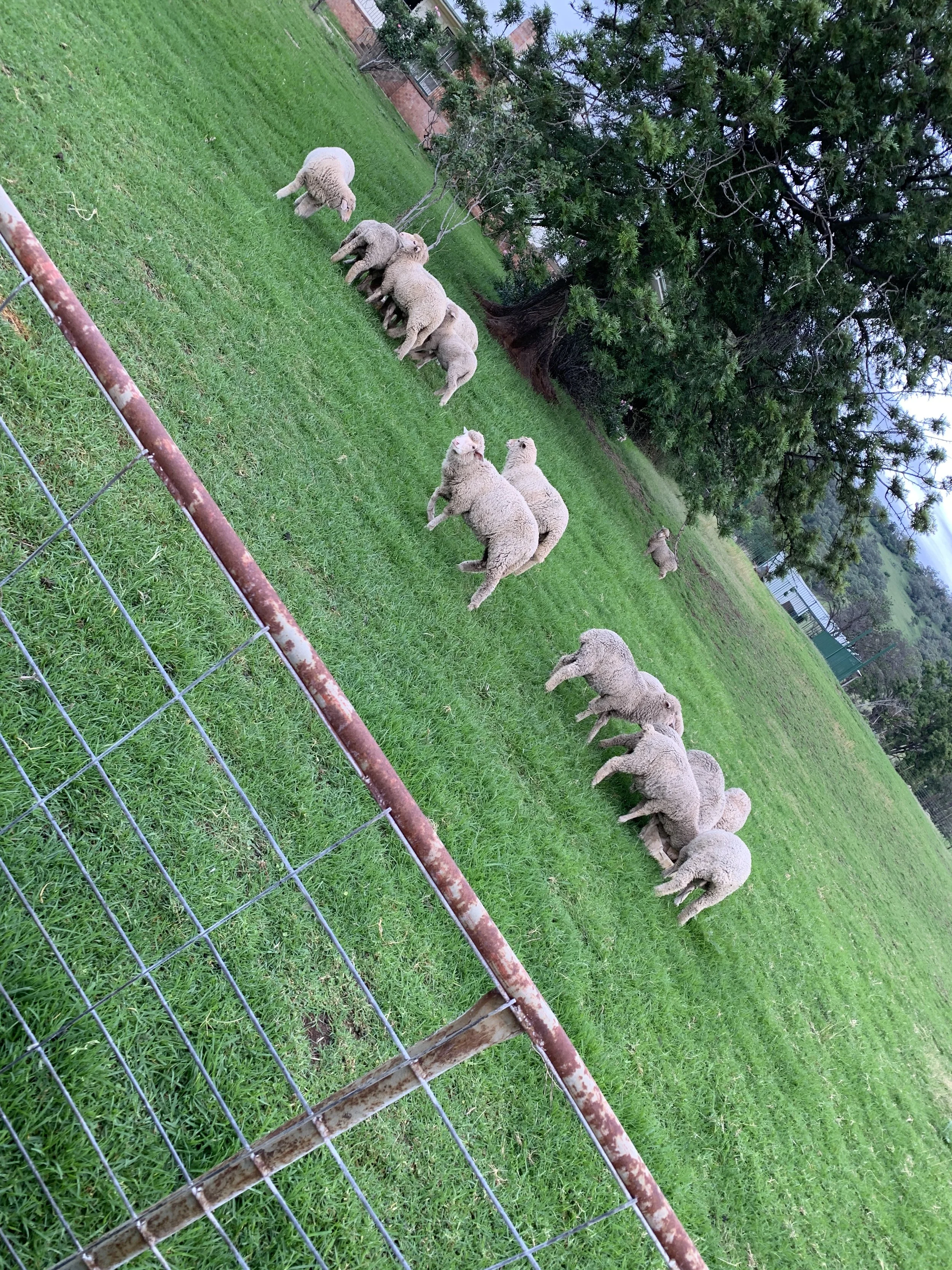Schafe im Vorgarten