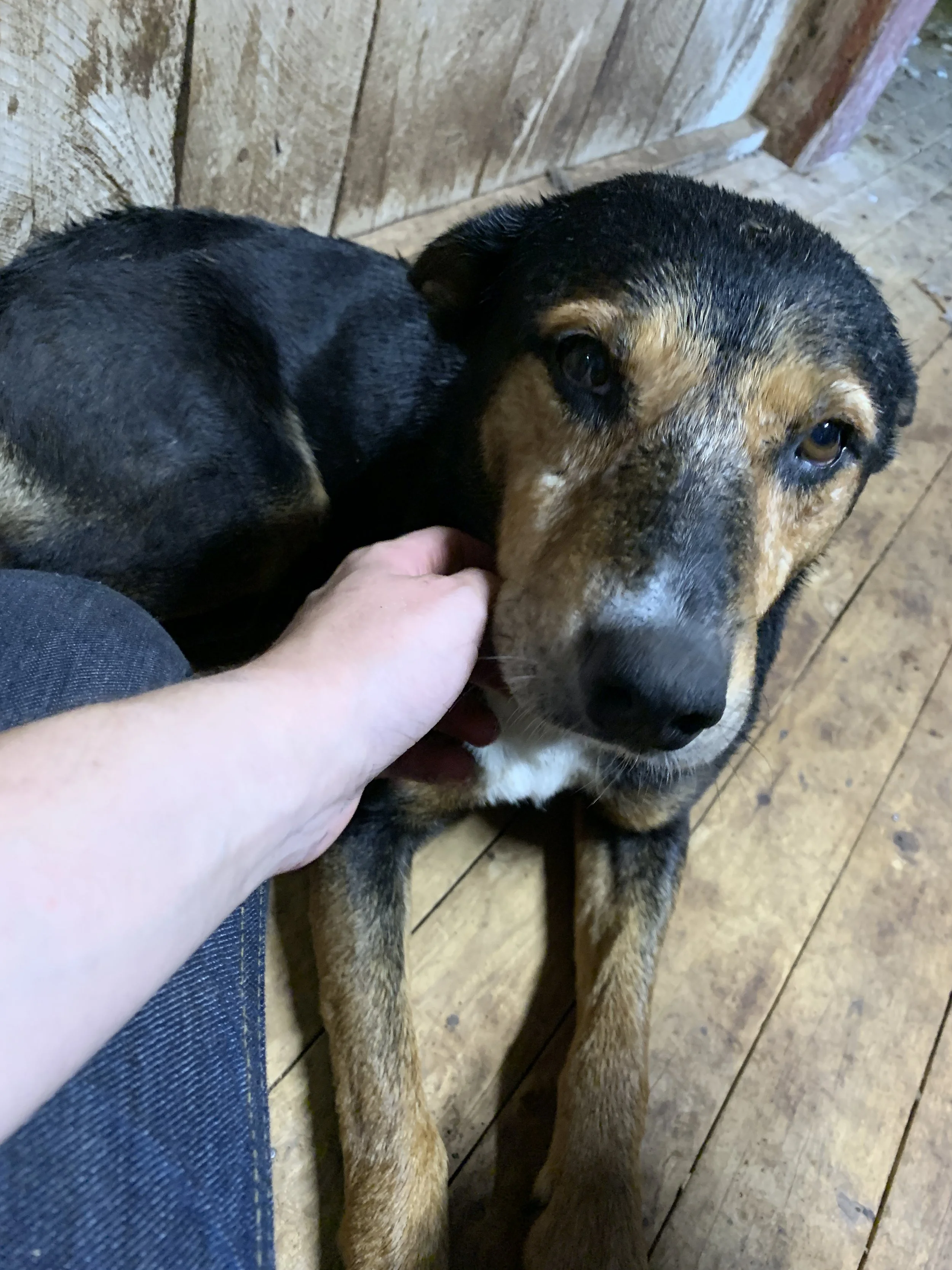 Tim der Hirtenhund