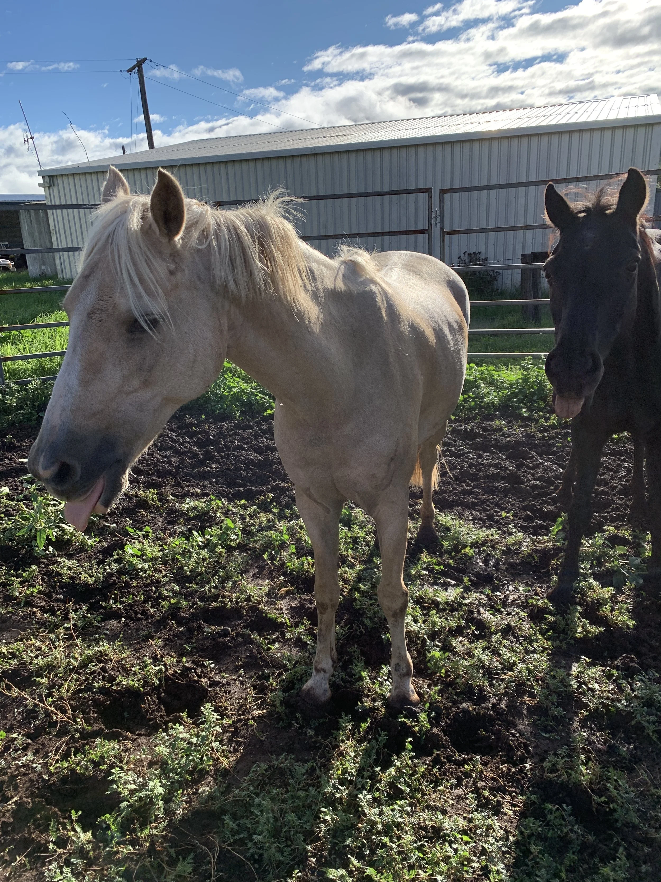 Die Ponys Duges (links) und Sunny (rechts)