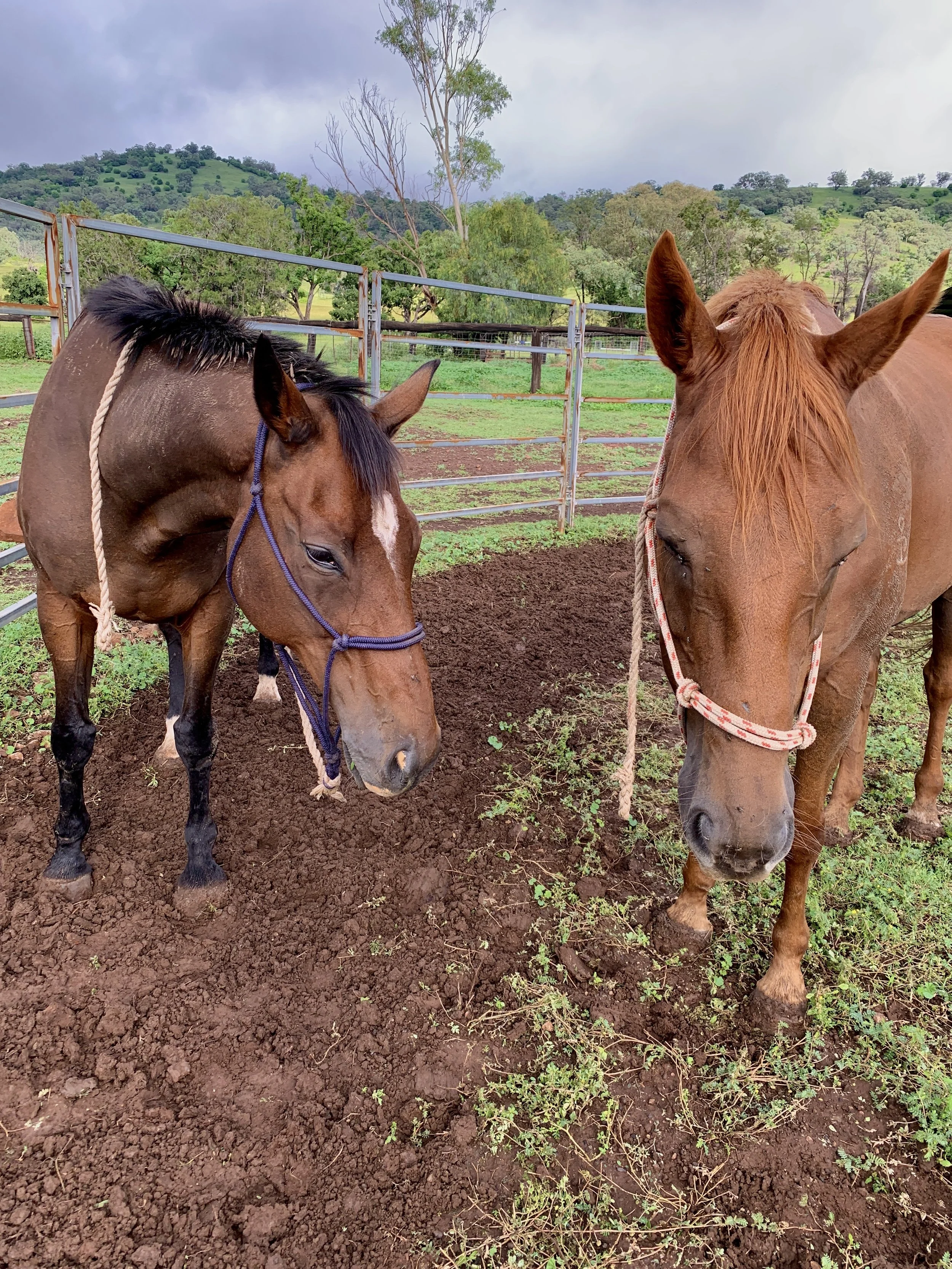 Die Springpferde Trish (links) und Rio (rechts)