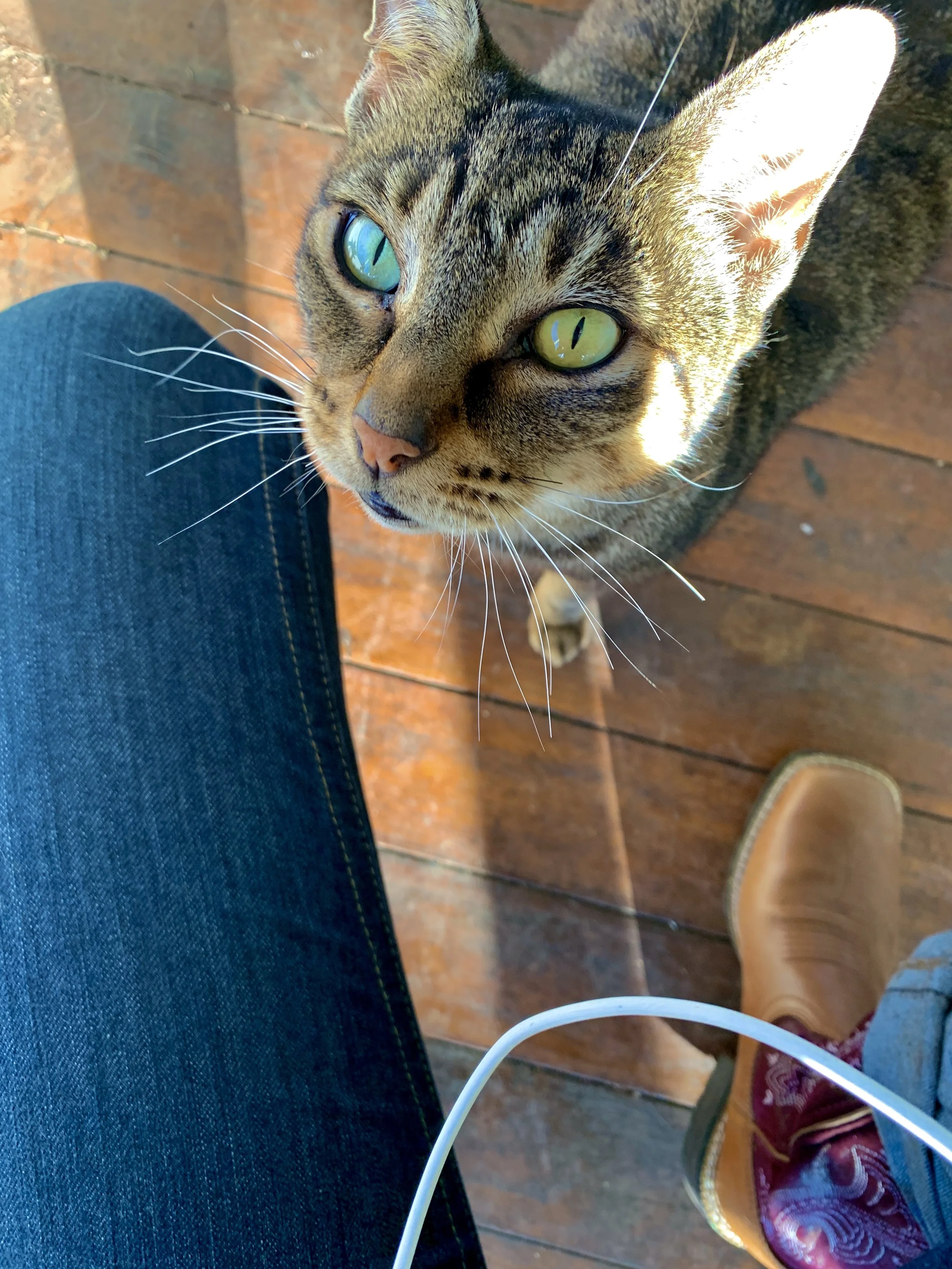 Pusspuss
