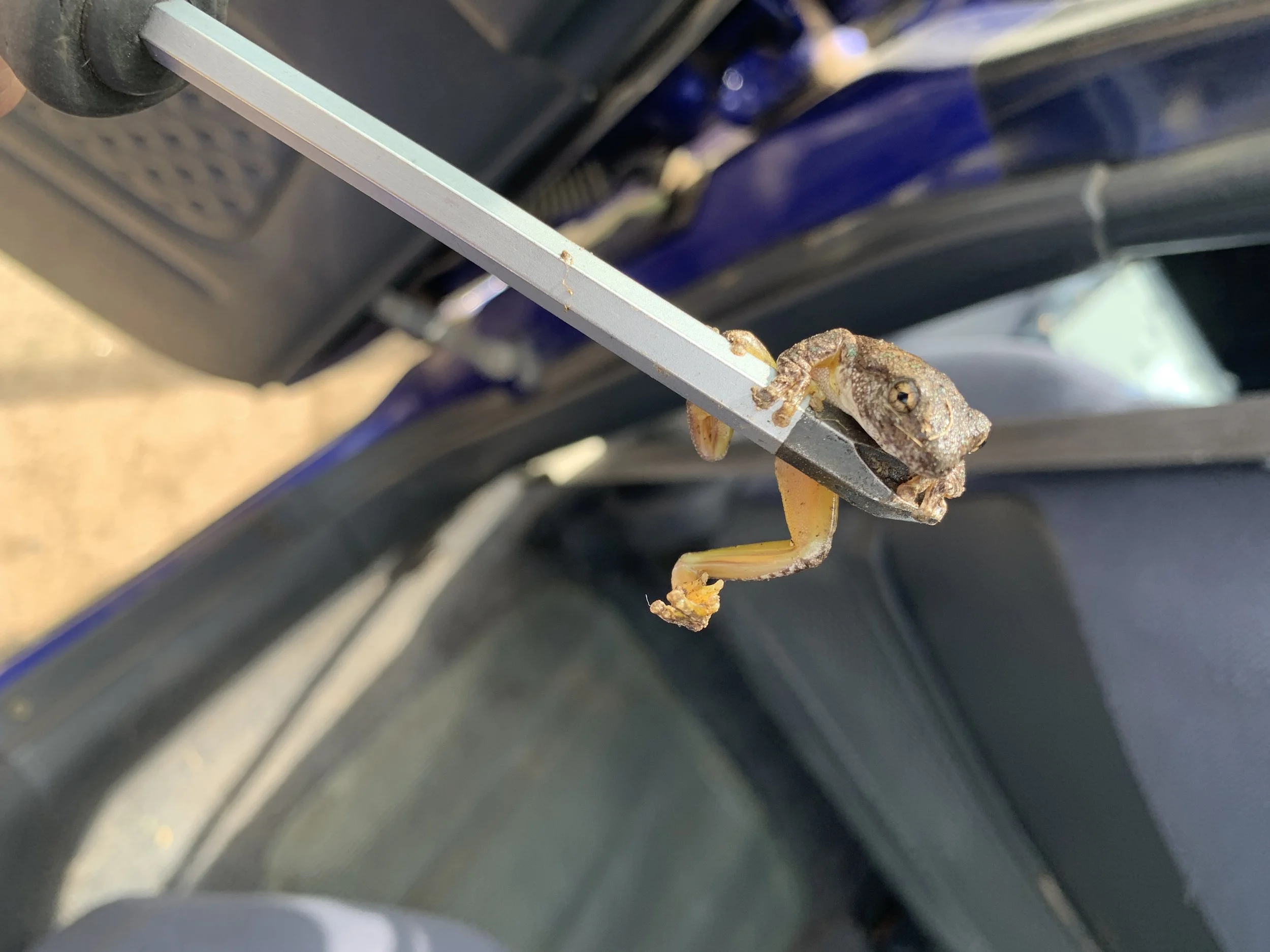 Fridolin hat gefallen an meinem Auto gefunden und ist dort eingezogen