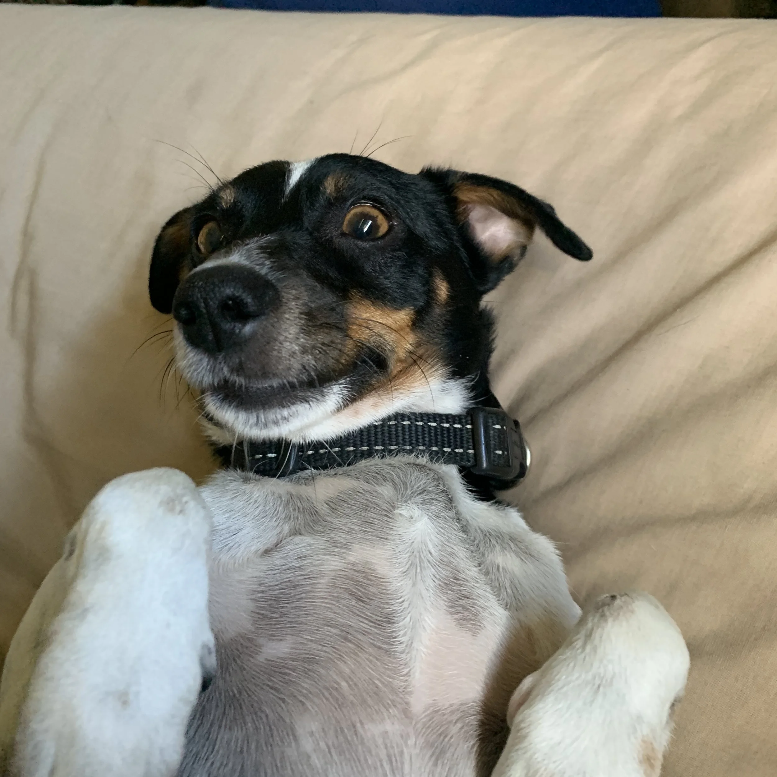 “Give me bellyrubs … now!” – Bruce, jeden Tag 24/7