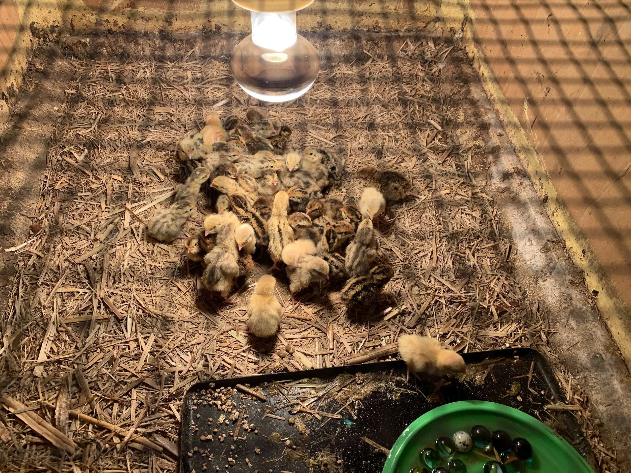Die Quail Küken sind endlich geschlüpft