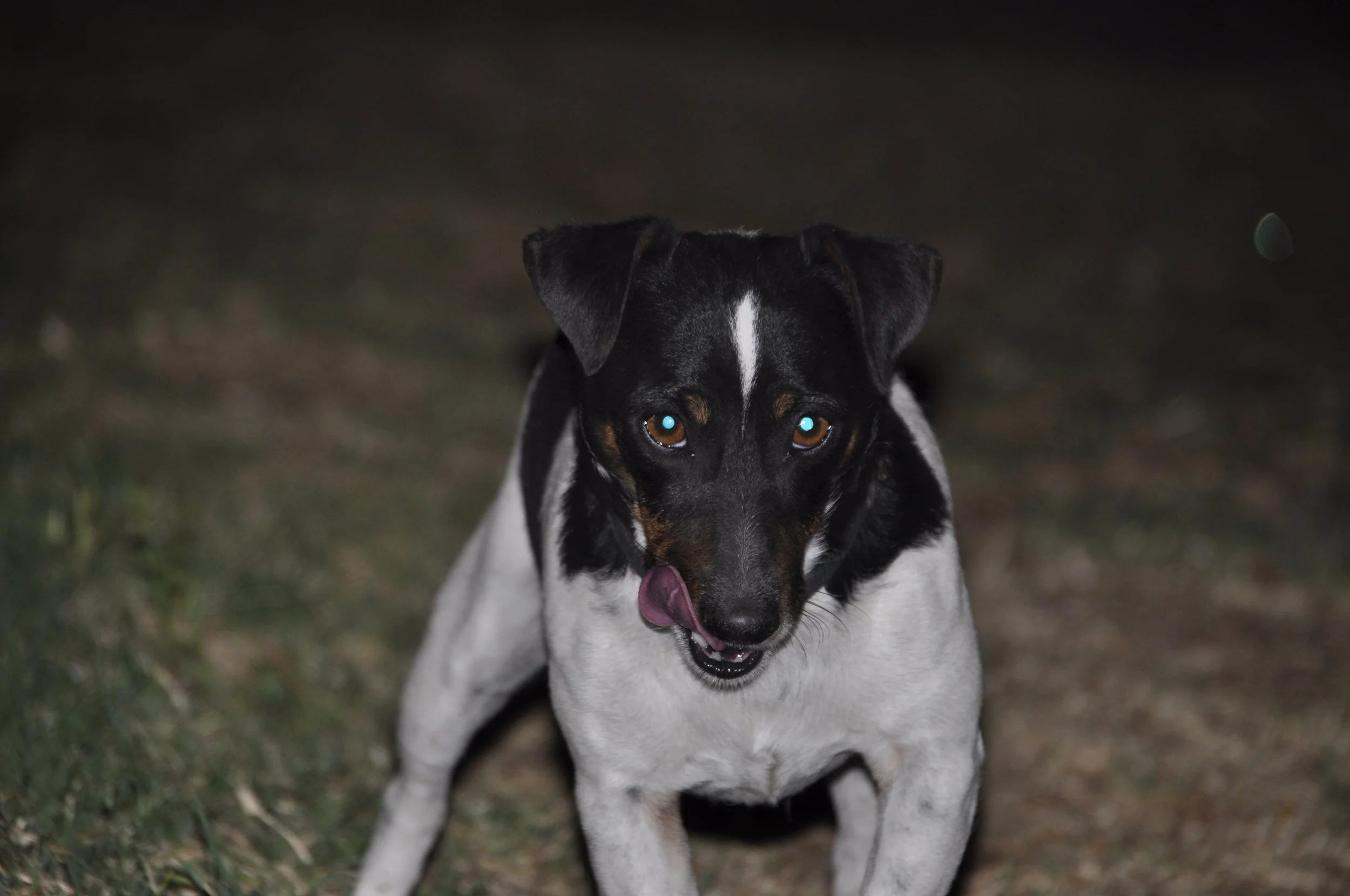 Bruce
