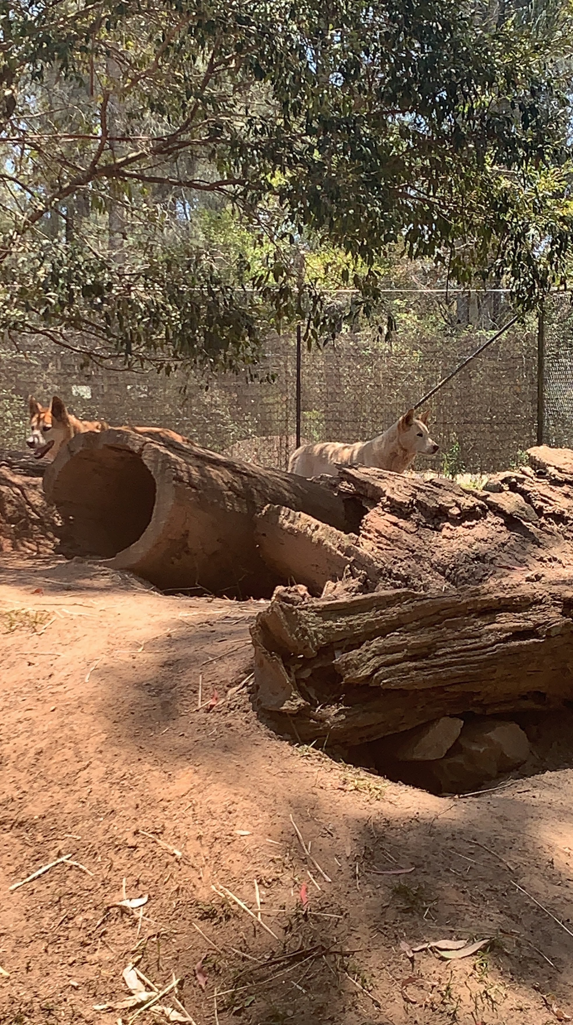 Dingos