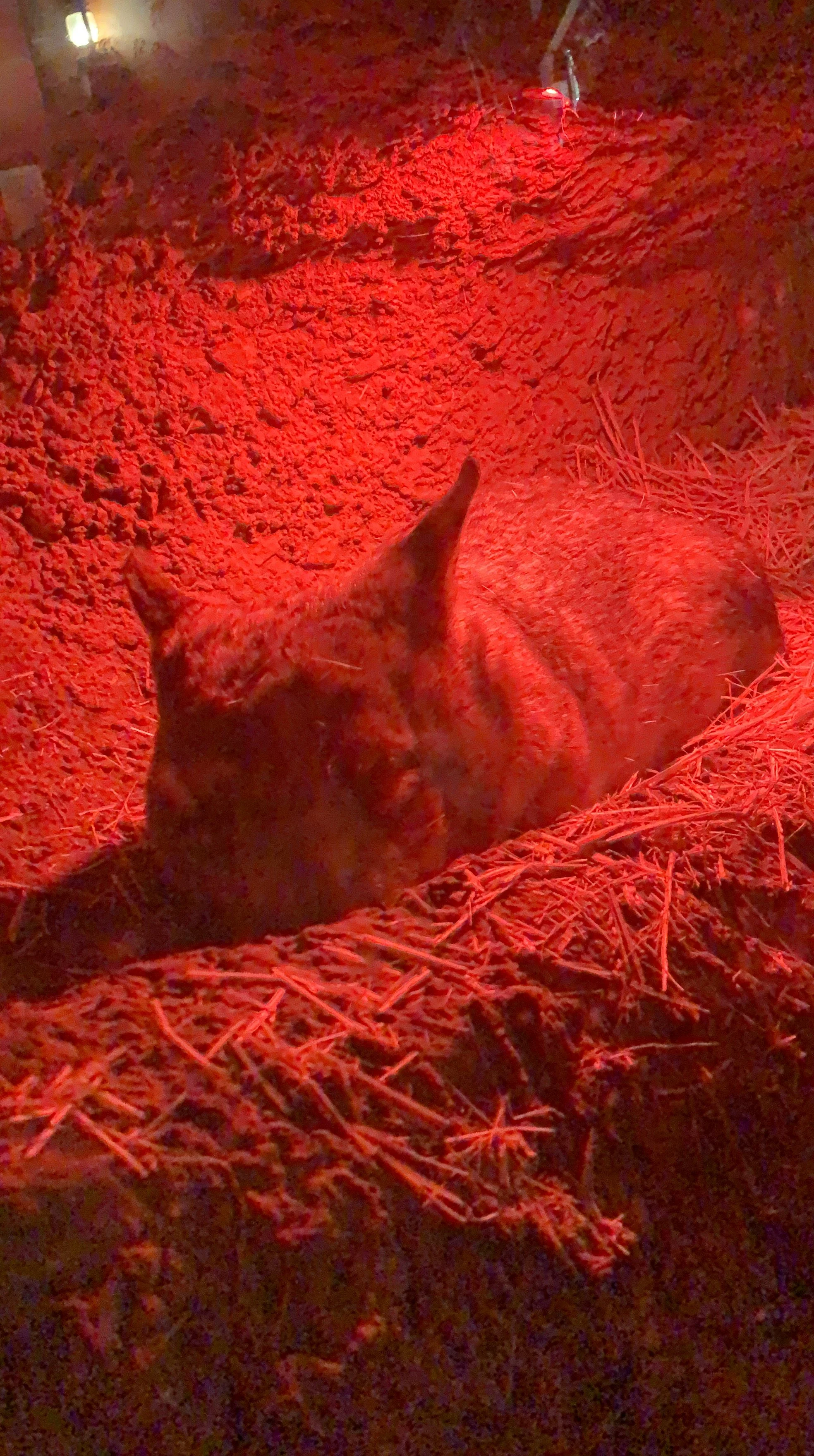 Sleepy Wombat