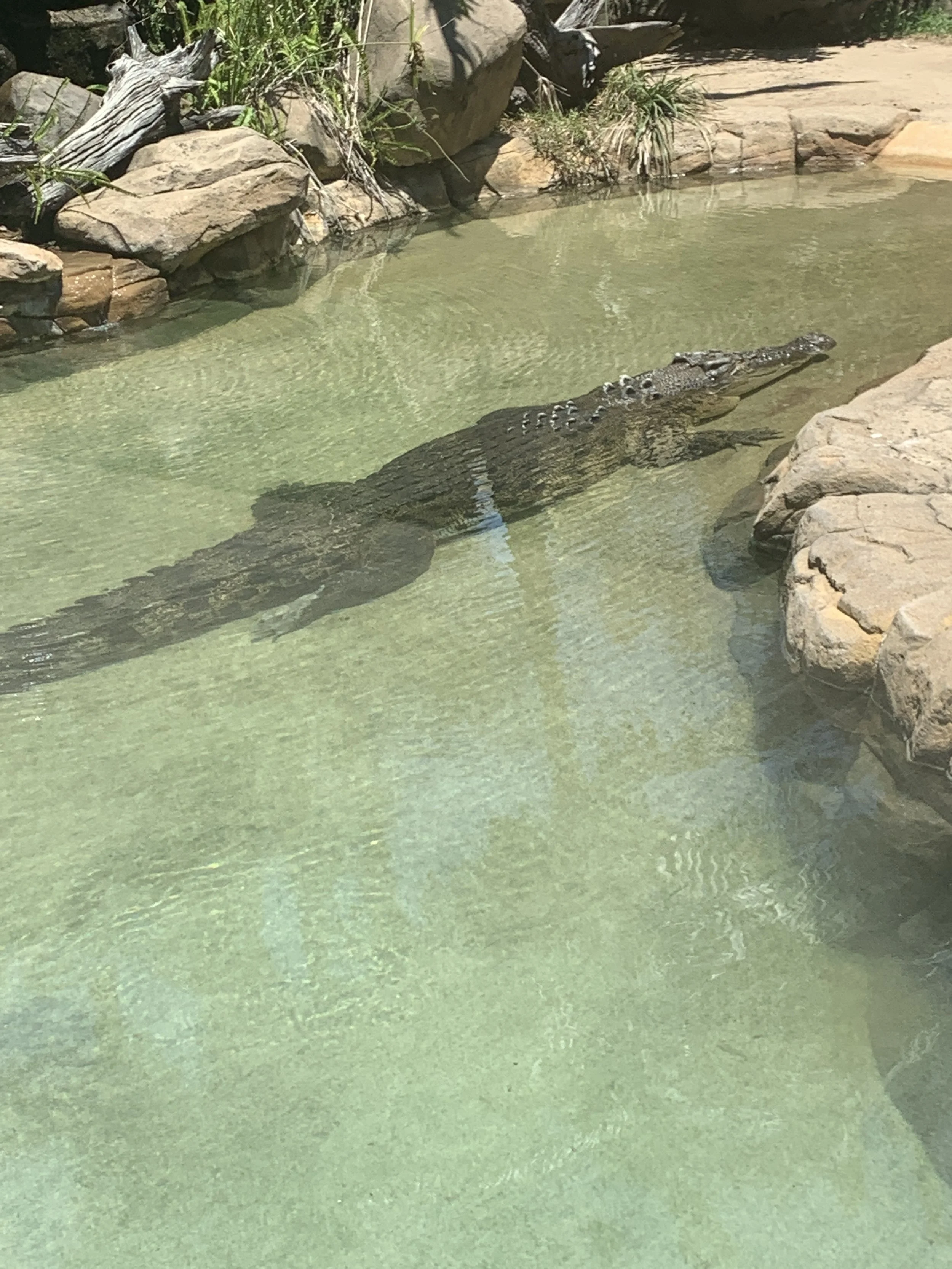 Das Salzwasserkrokodil “Shrek”