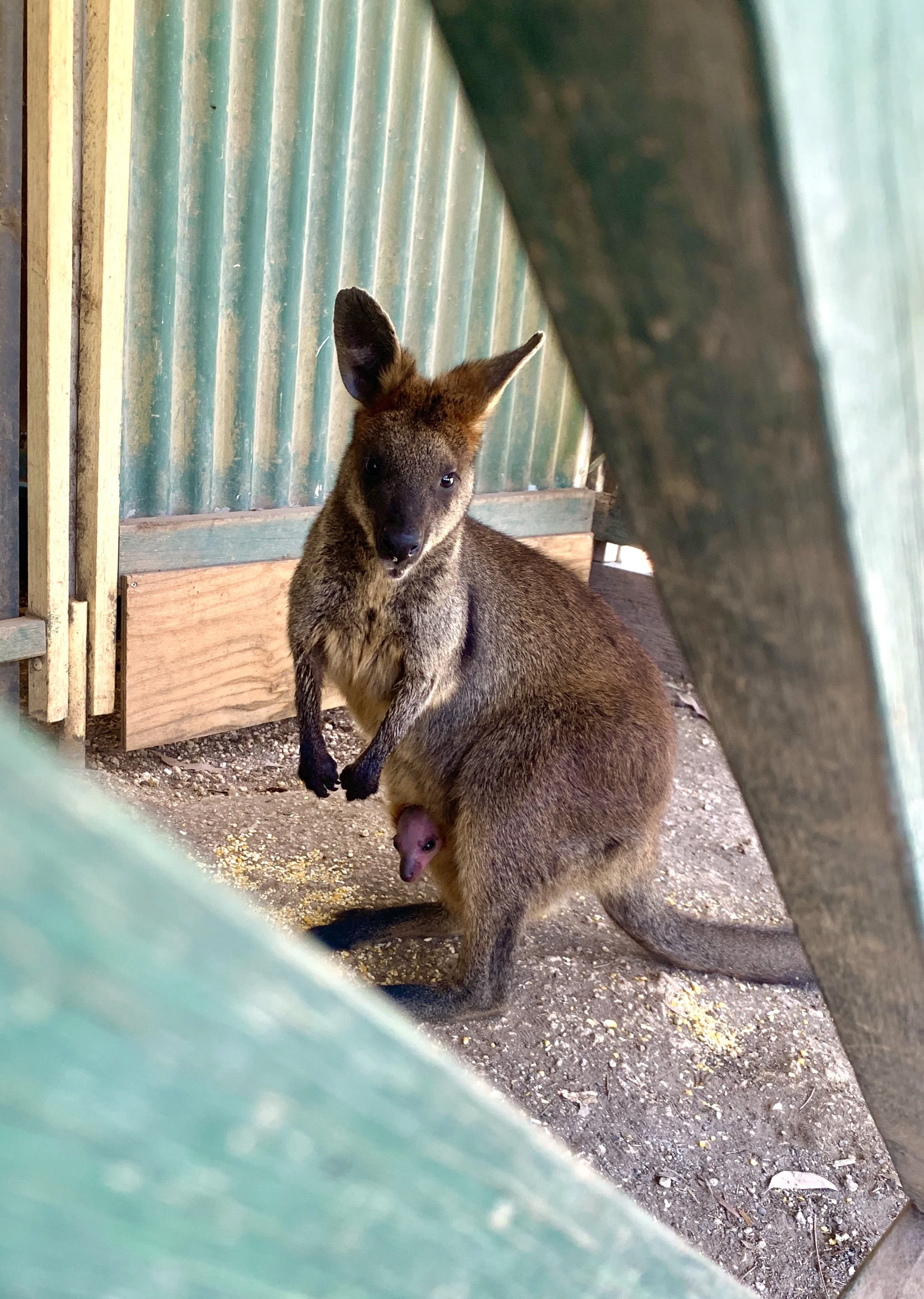 Ein Wallaby mit seinem Joey in der Tasche
