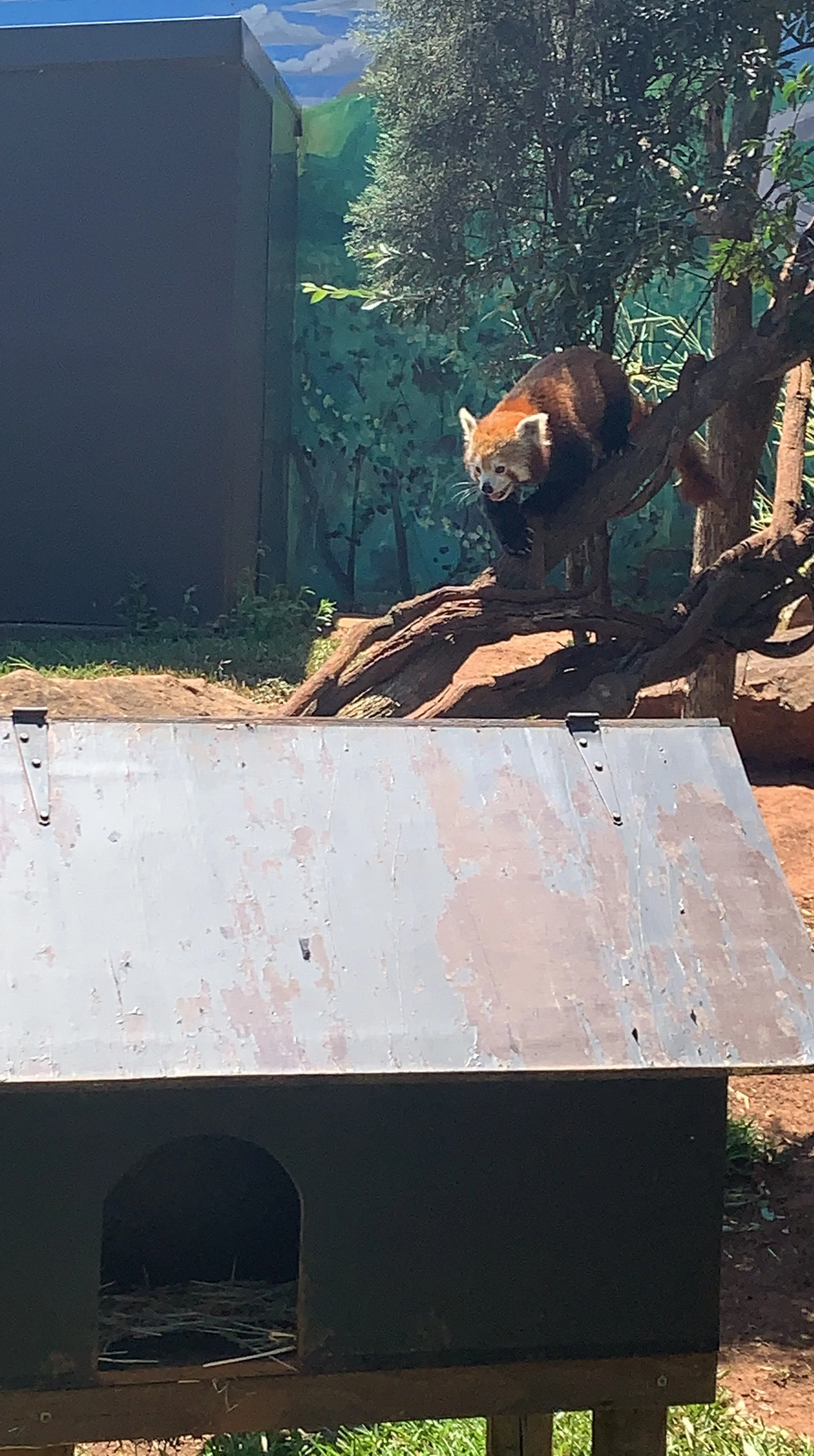 Red Panda