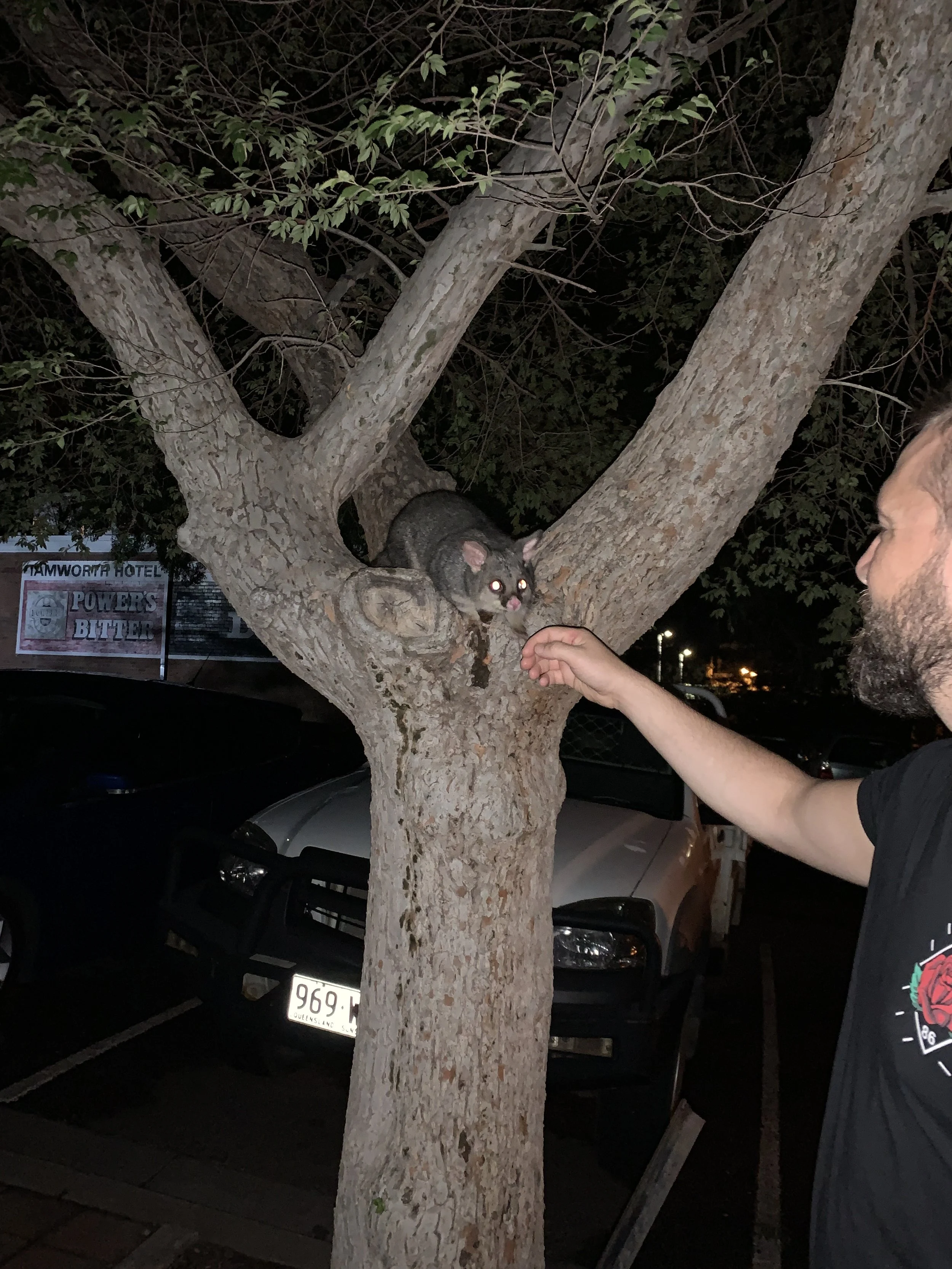 Ein zutrauliches Possum im Park