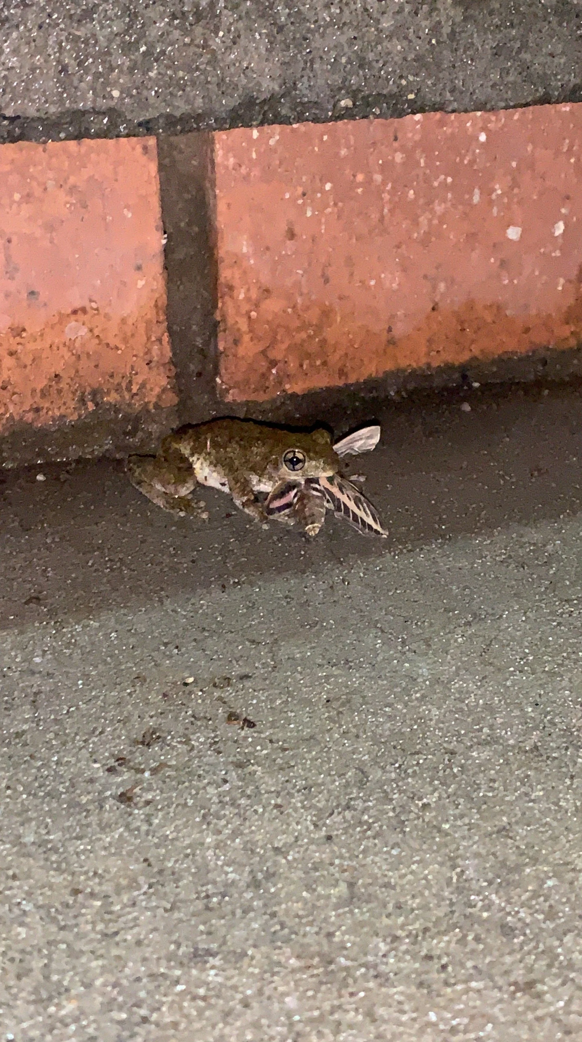 Durch das Regenwetter kommen auch die Frösche aus ihren Löchern gekrochen