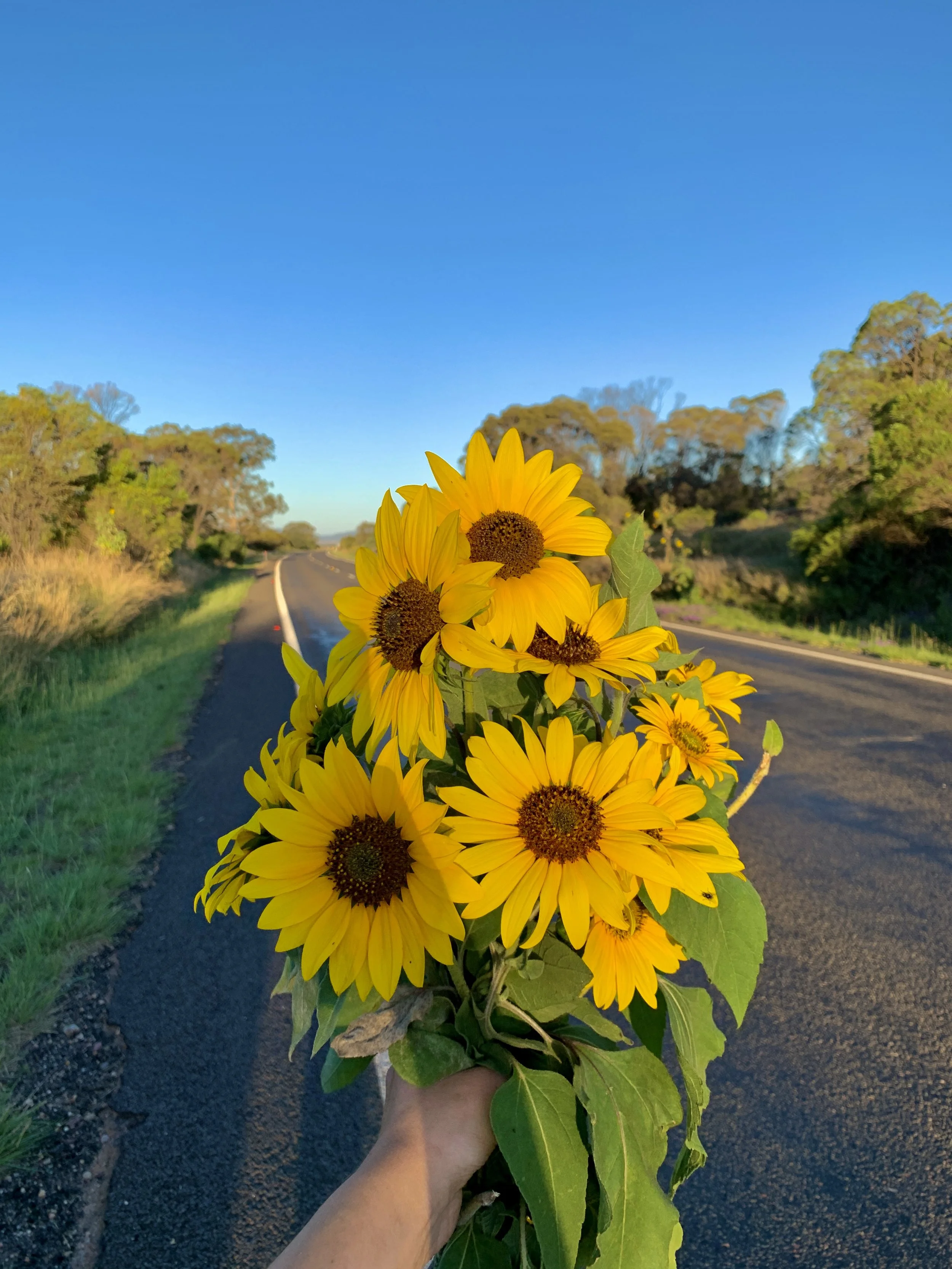 ...Reich der Sonnenblumen