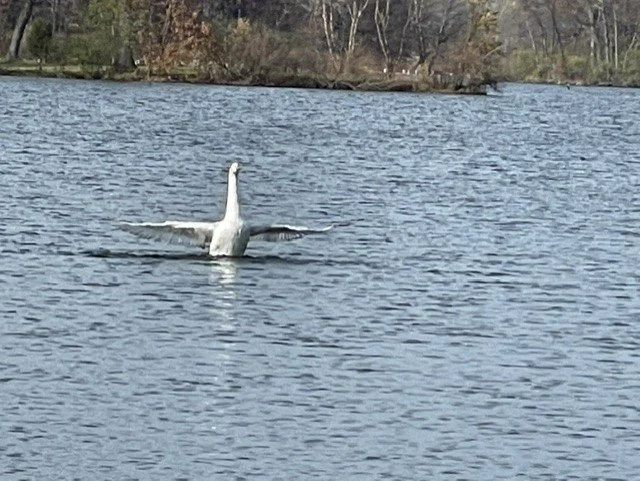 swan taking flight.jpeg