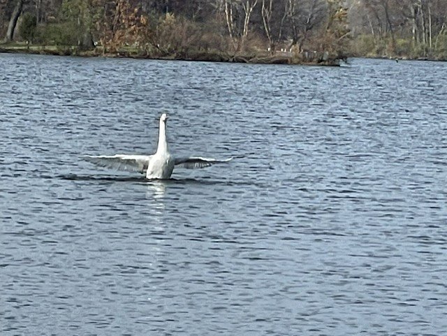 Countryside Lake swan with its wings partially spread swimming in a body of water with trees in the background.