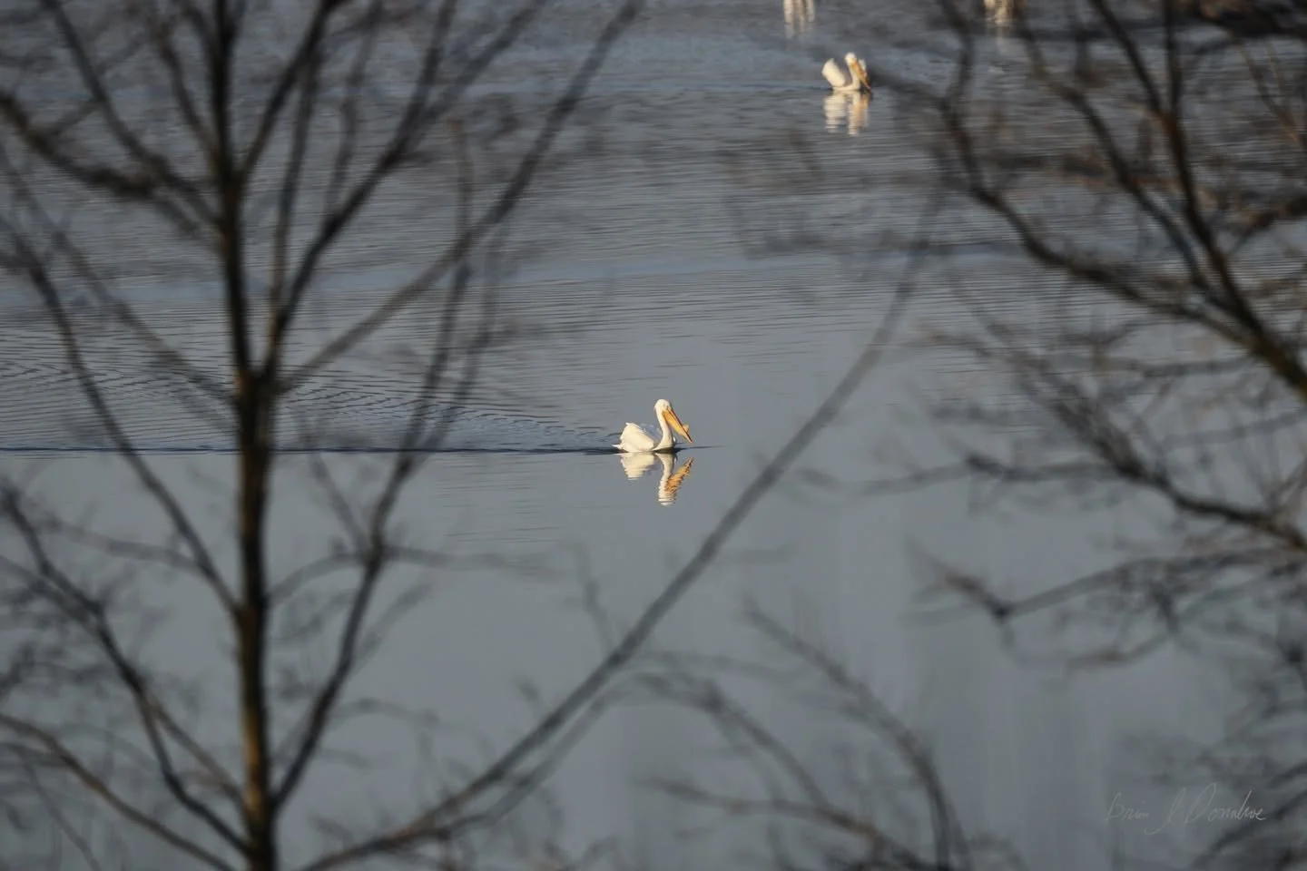 Two white Pelicans swimming in Countryside Lake framed by leafless tree branches.