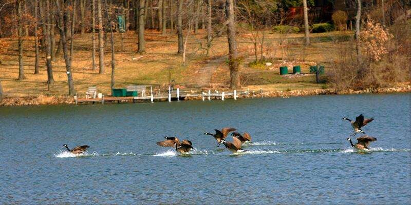 Six ducks skimming the surface of a lake while taking off, with a wooded shoreline and dock in the background.
