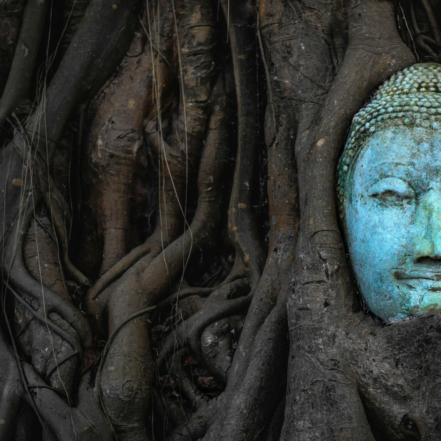 Close-up of a weathered stone Buddha face partially covered by tree roots and vines.