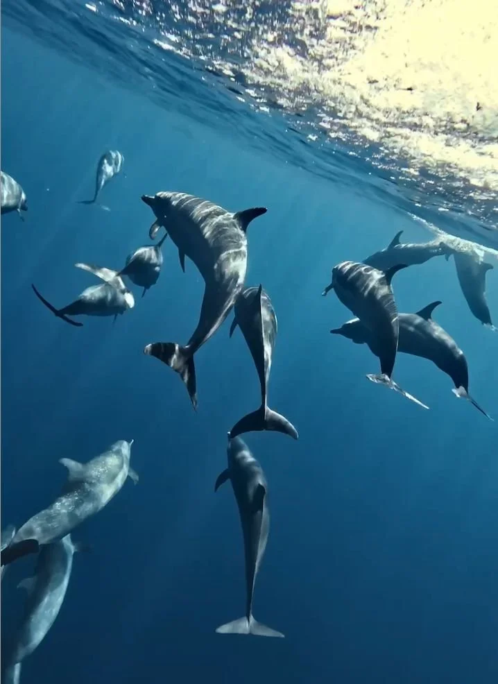 Women participating in an ocean immersion retreat with marine life encounters in Baja California