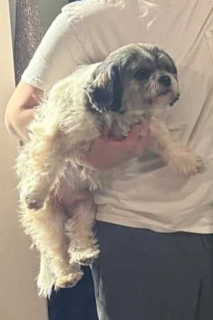 A small dog with white and gray fur being held by a person wearing a white shirt.