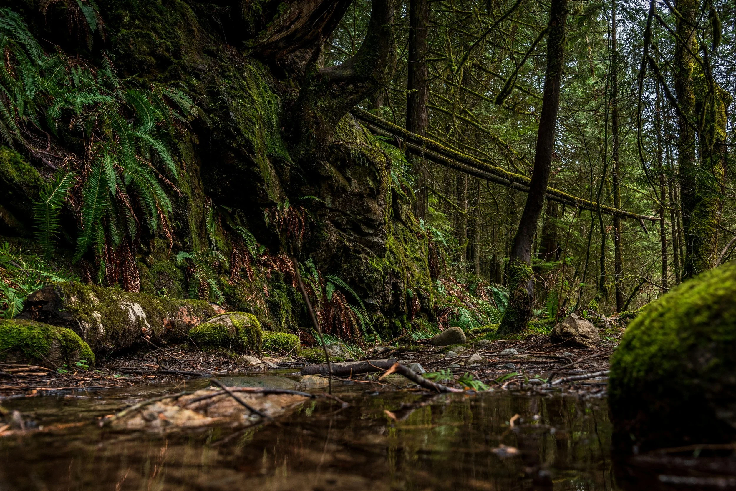 North Vancouver forest