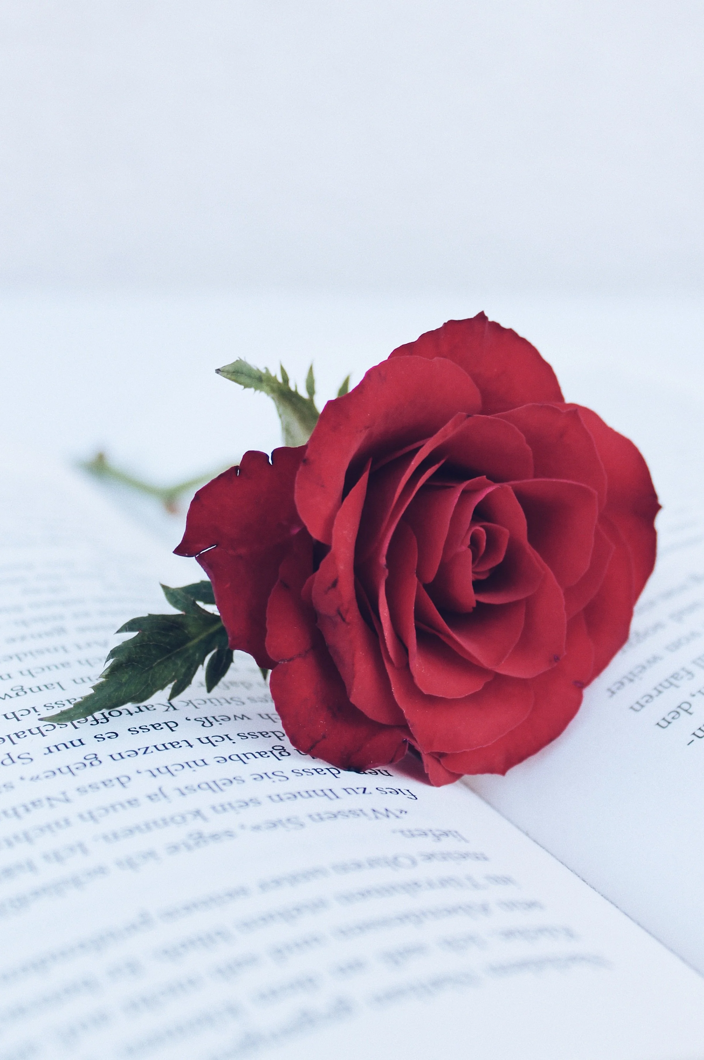 A red rose resting on an open book with printed text.