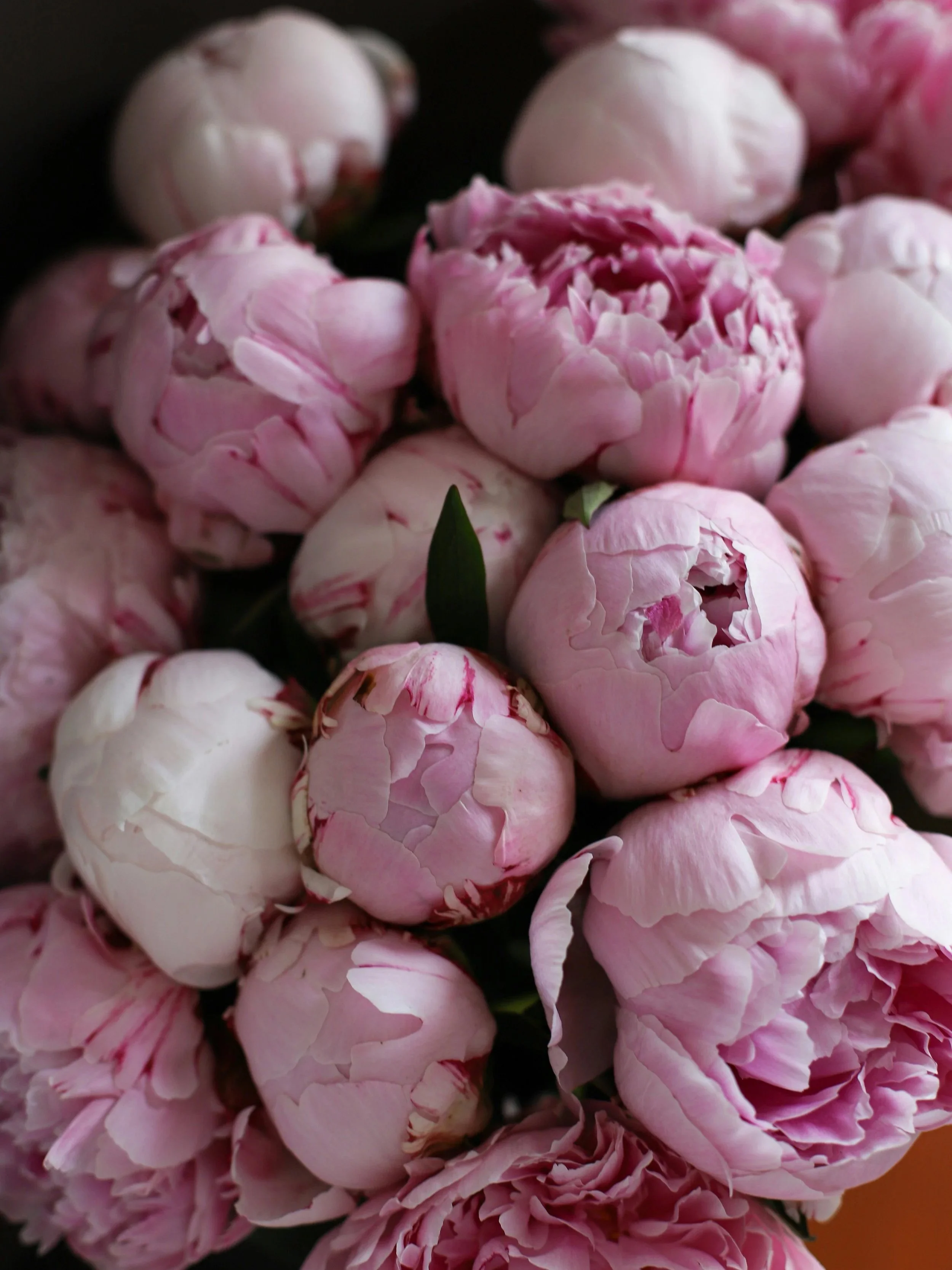 A close-up of pink peony flowers in full bloom.