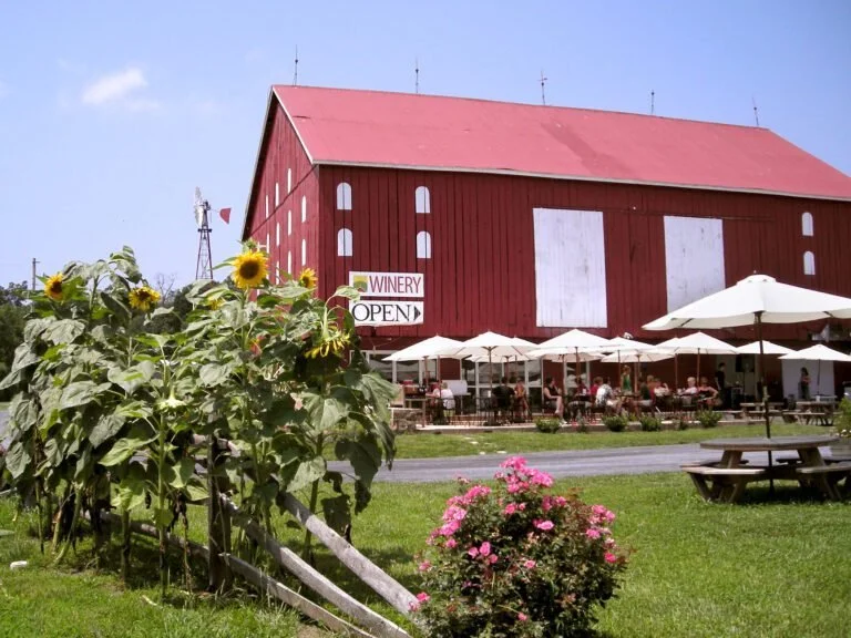 Red barn with a winery sign and outdoor seating area with umbrellas and people, surrounded by sunflowers and pink flowers.