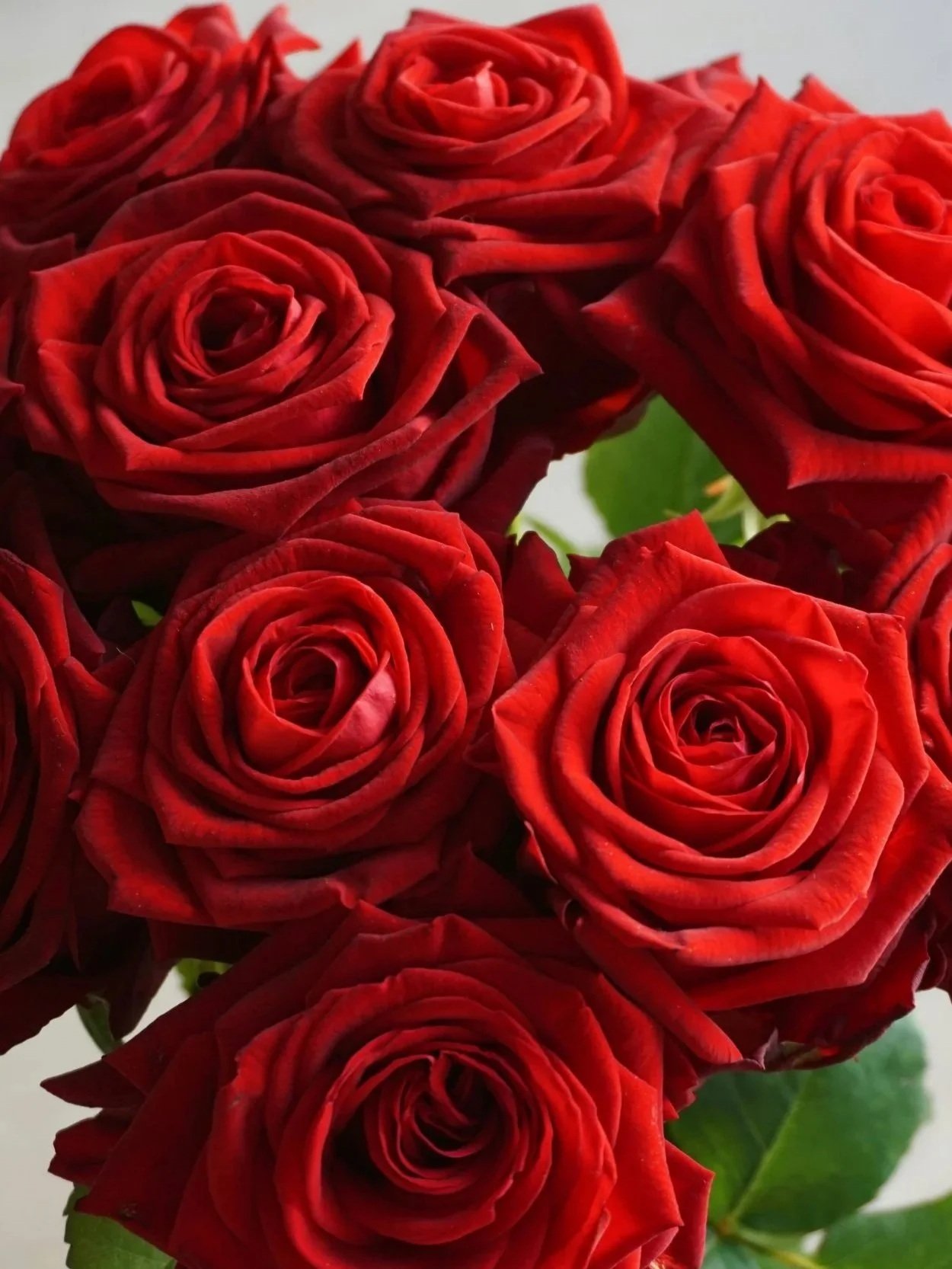 Close-up view of a bouquet of red roses with green leaves.