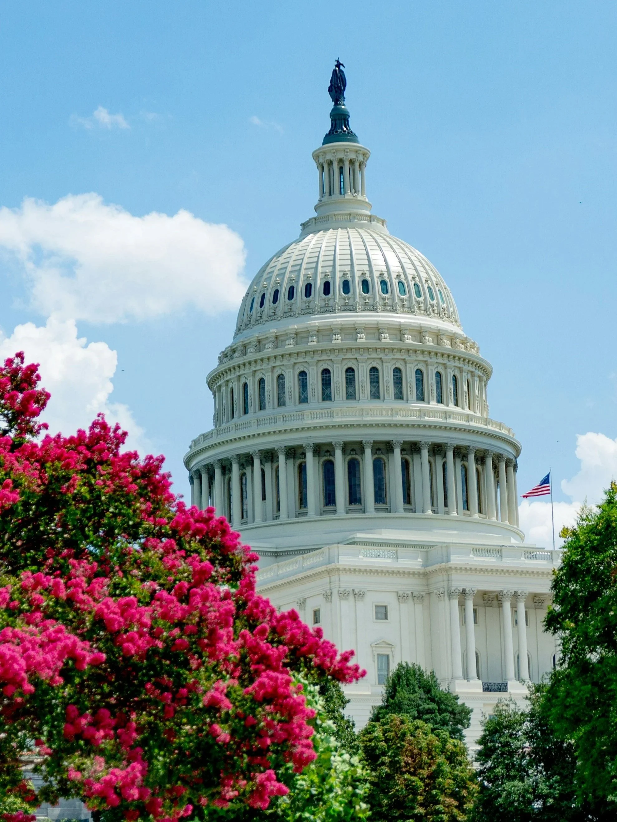 View of the United States Capitol building with the dome visible, surrounded by vibrant pink flowering trees and green foliage, under a partly cloudy sky.