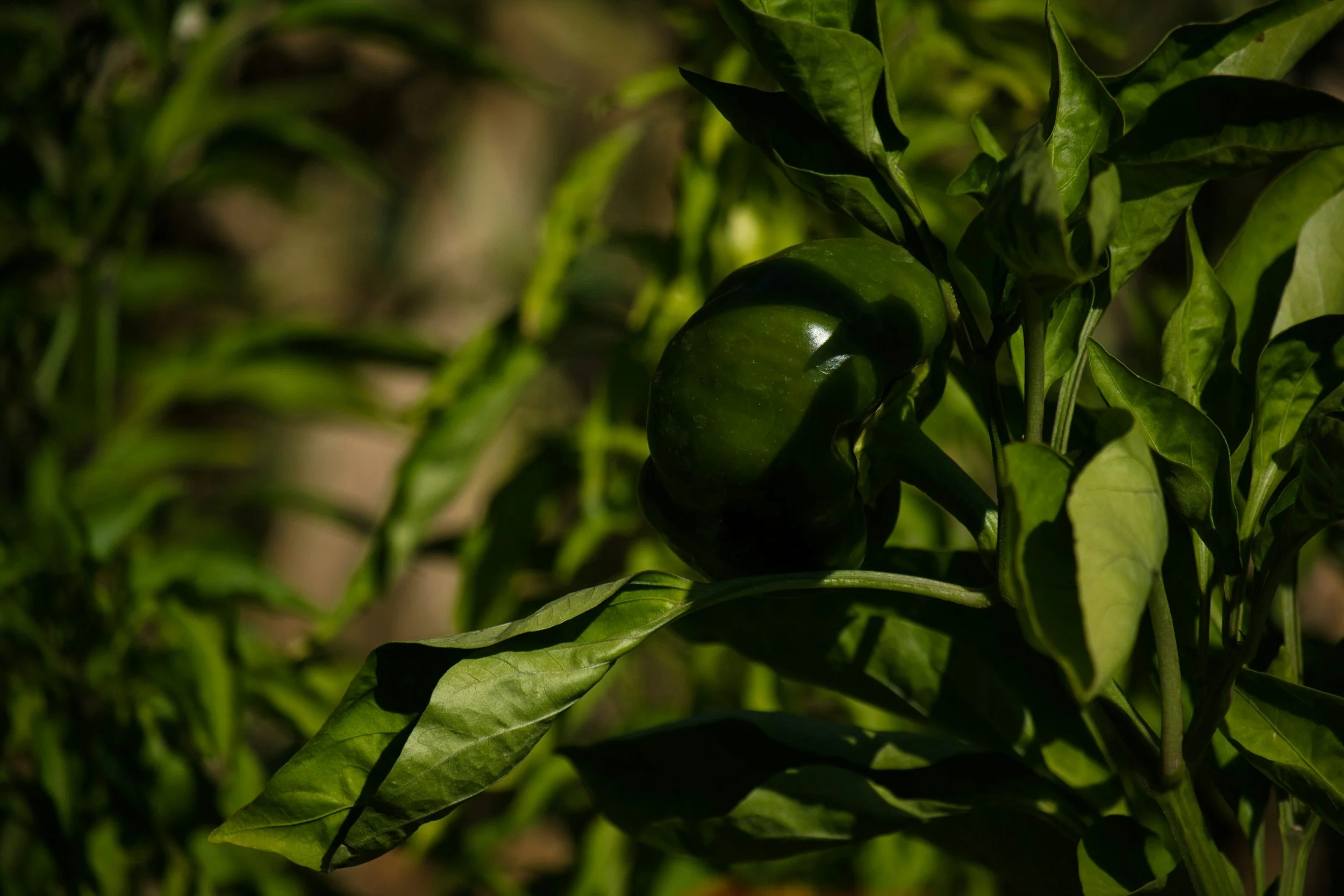 Green bell pepper on a plant in sunlight surrounded by green leaves.