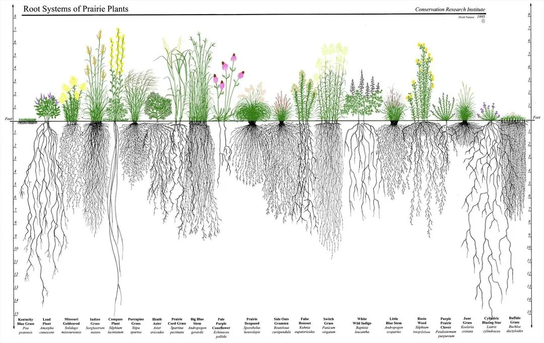 prairie root system