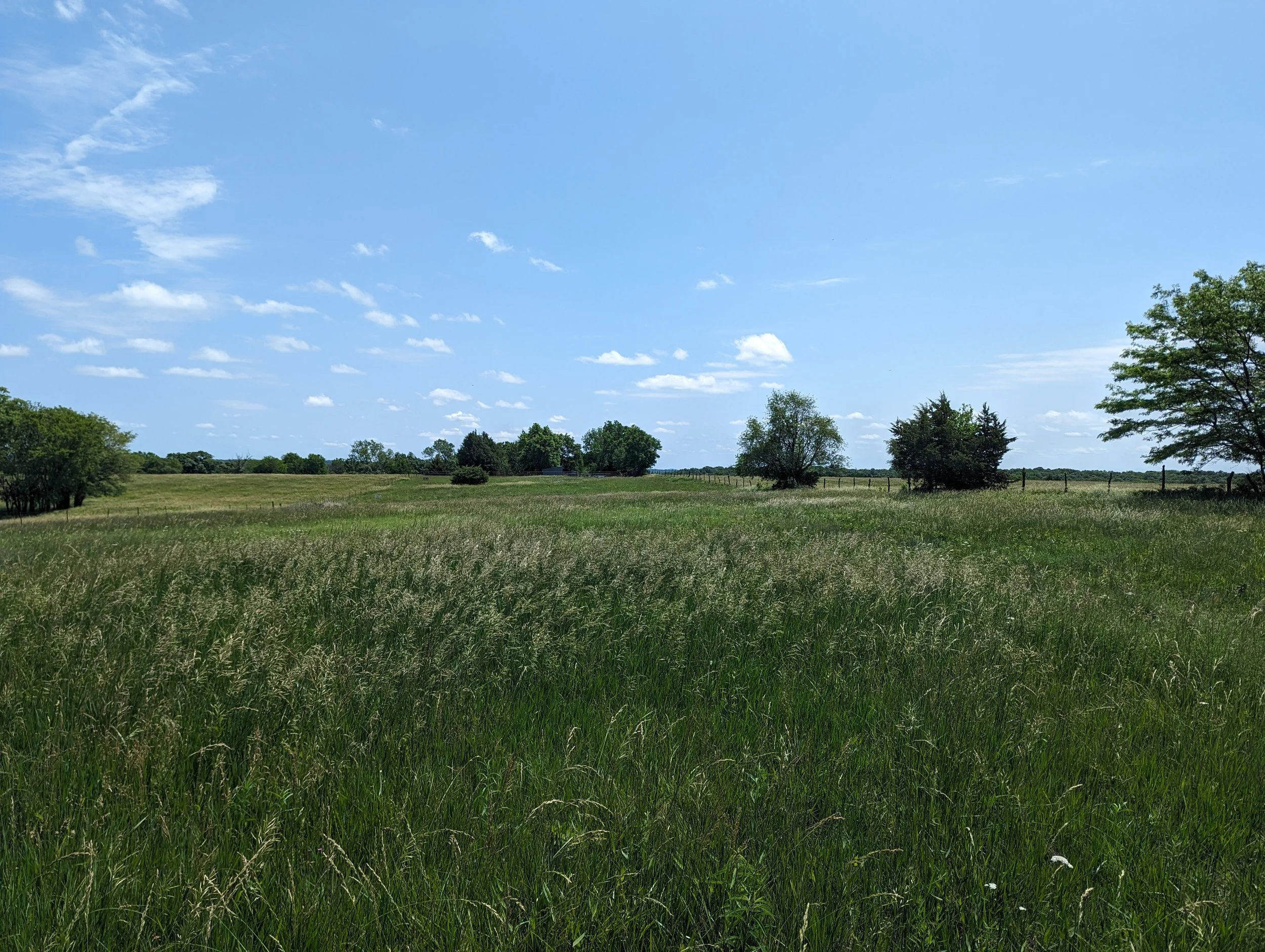 A wide open grassy field with scattered trees under a bright blue sky with a few white clouds.