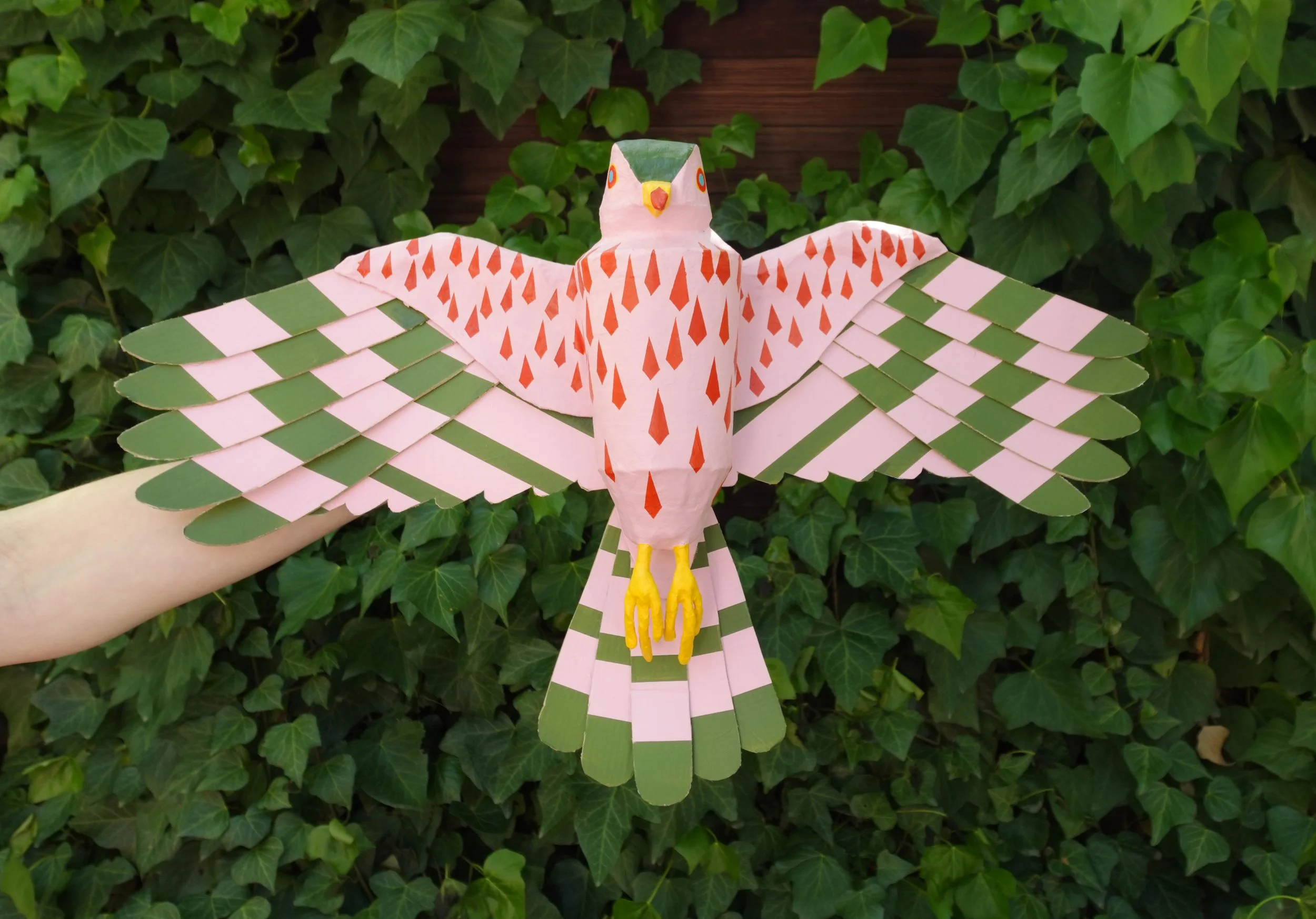 Cooper's Hawk
