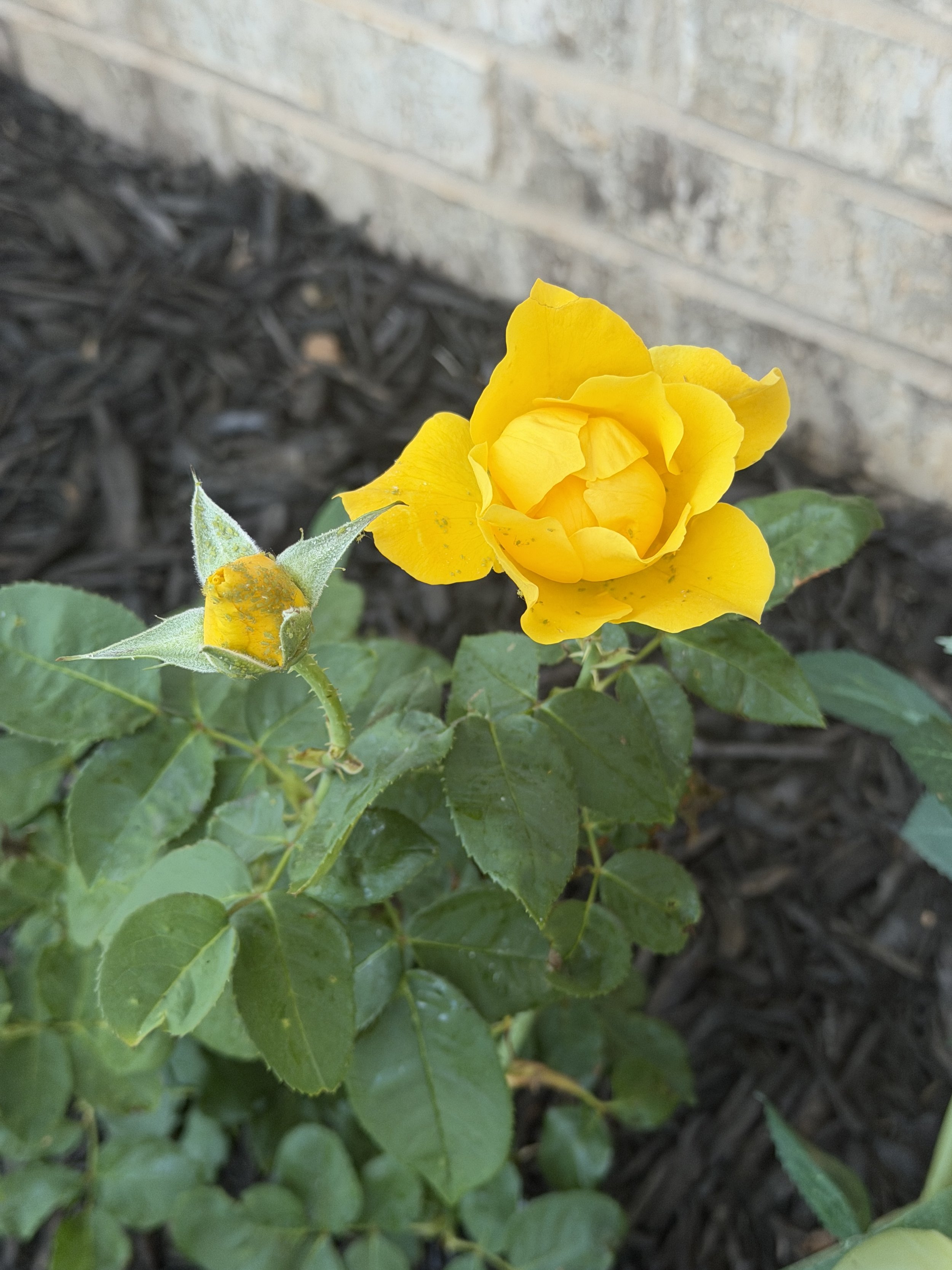 The Yellow Rose