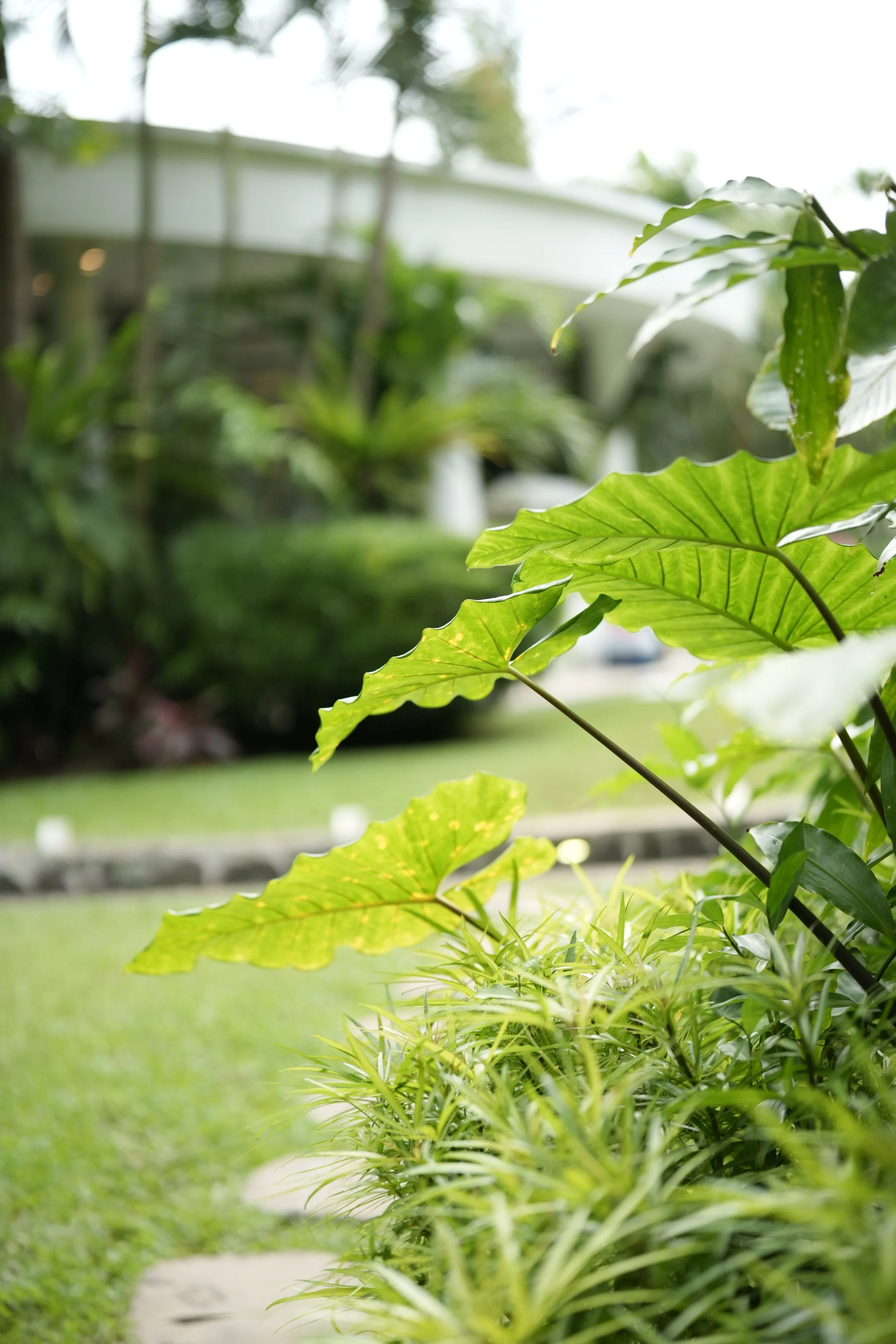 A garden or outdoor area with large green leafy plants and grass, blurred background of a building and trees.