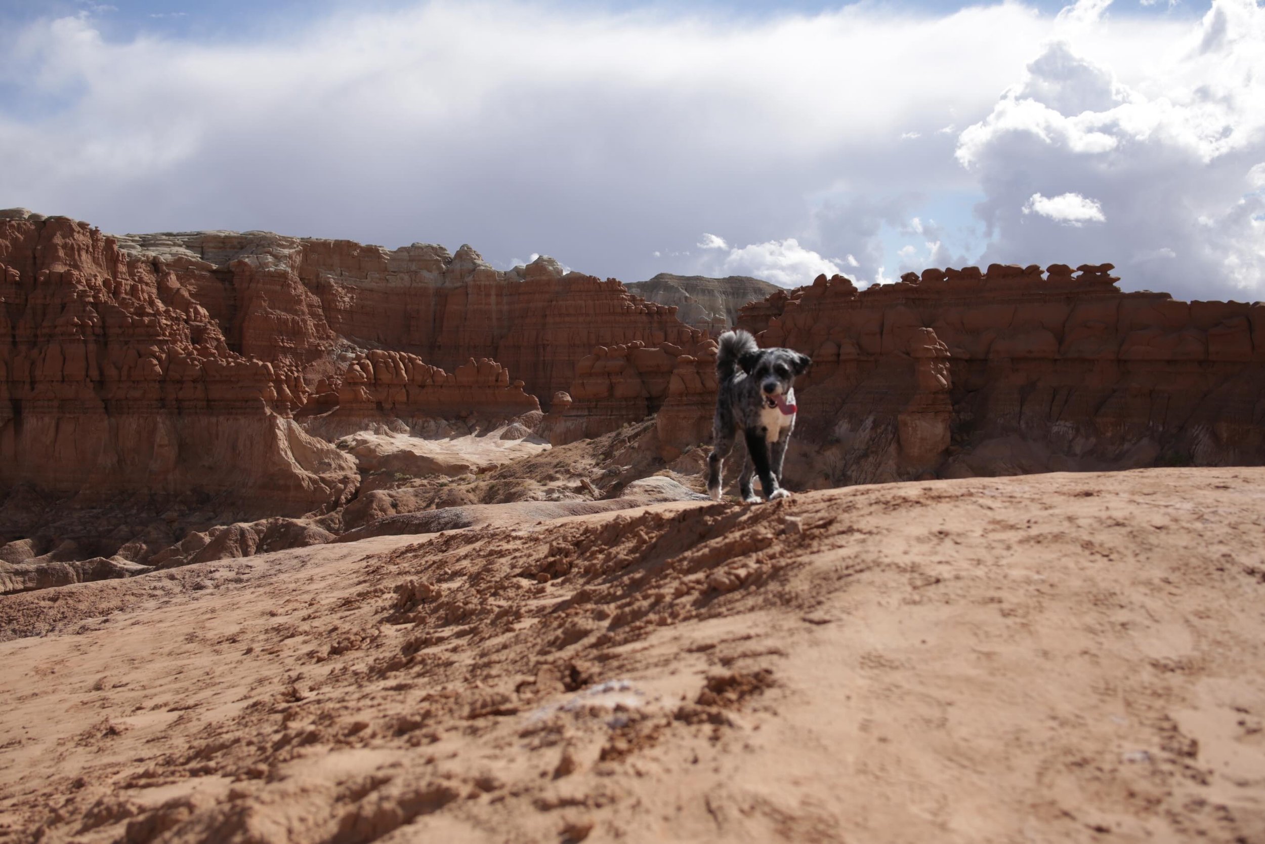 Red rock, canyons, snow, water, trails. Your dog wants all of it.