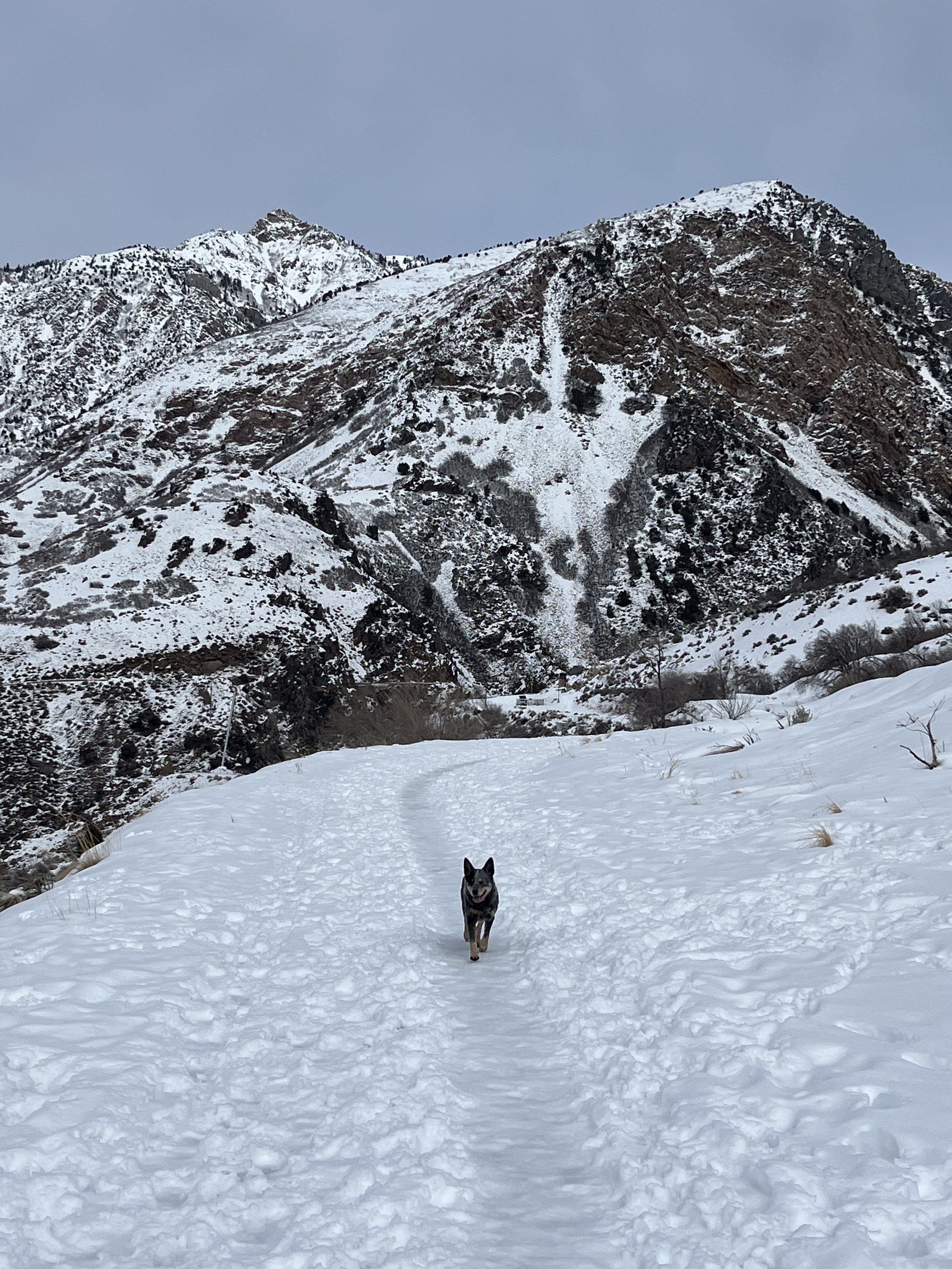 A dog running off leash on a snowy trail in the mountains during a Trailhead Solo Adventure in Northern Utah.
