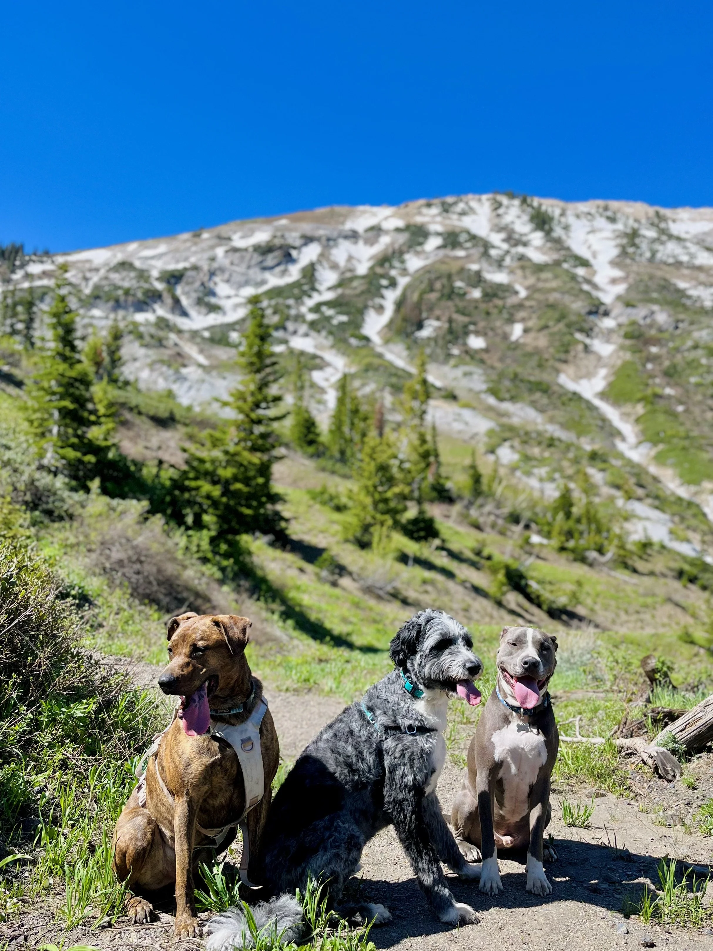 Three dogs taking a break on a mountain trail during a Trailhead Camp outing.