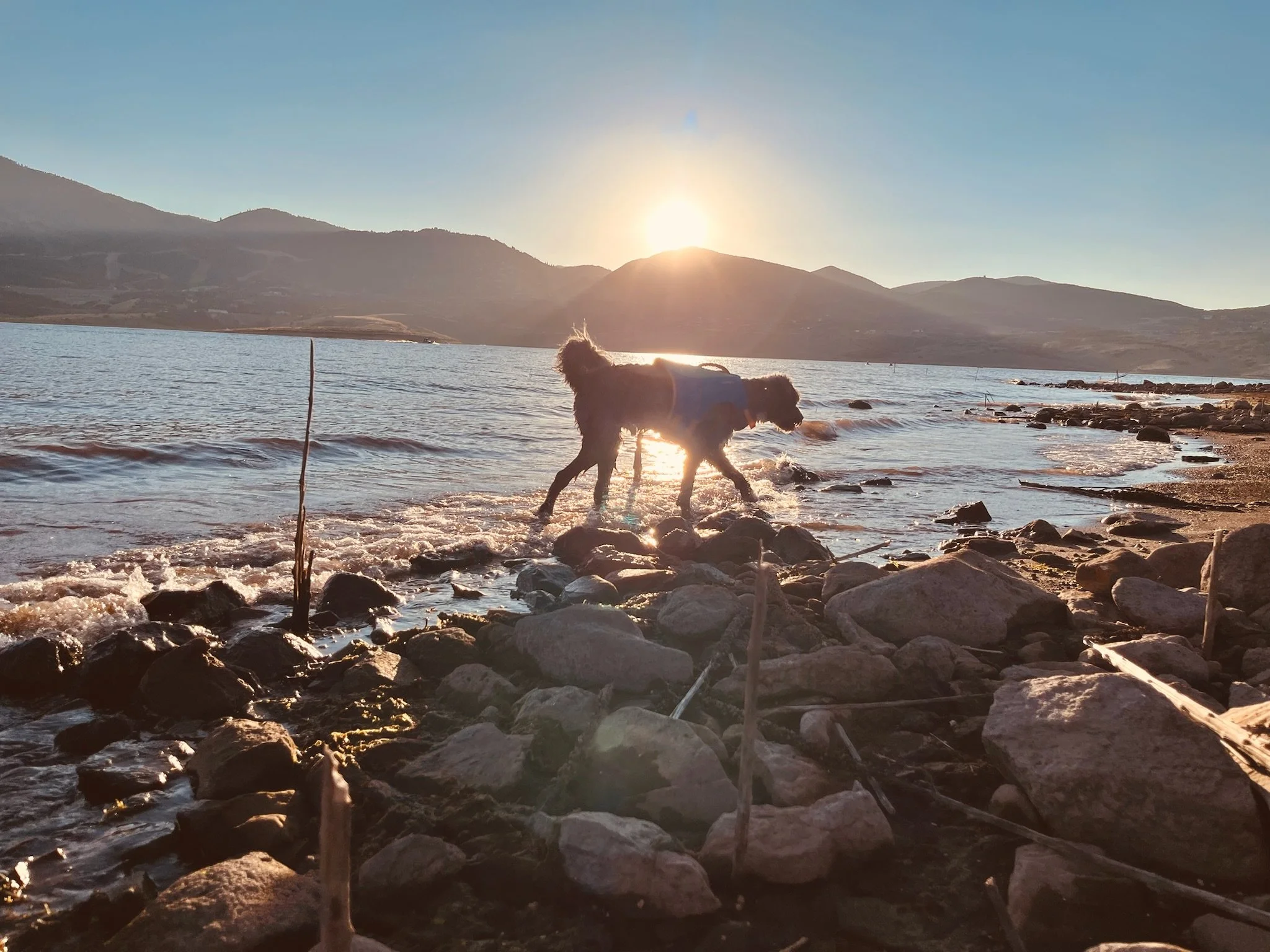 Dog exploring the shoreline of a Utah reservoir at sunset during a Trailhead adventure.