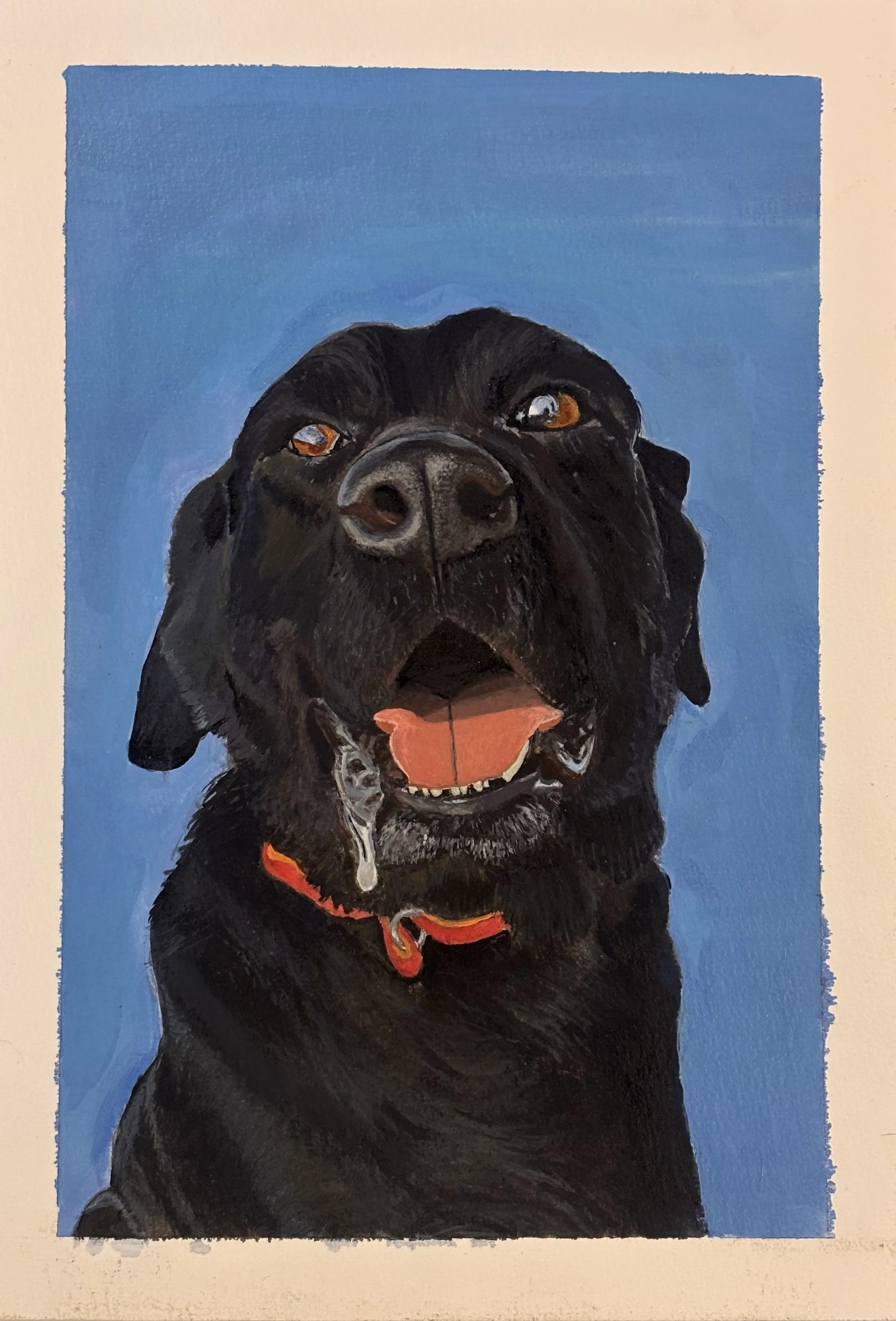 Close-up portrait of a black dog, possibly a Labrador Retriever, with a blue background. The dog has amber eyes, an open mouth showing its tongue and teeth, and is wearing a red collar.