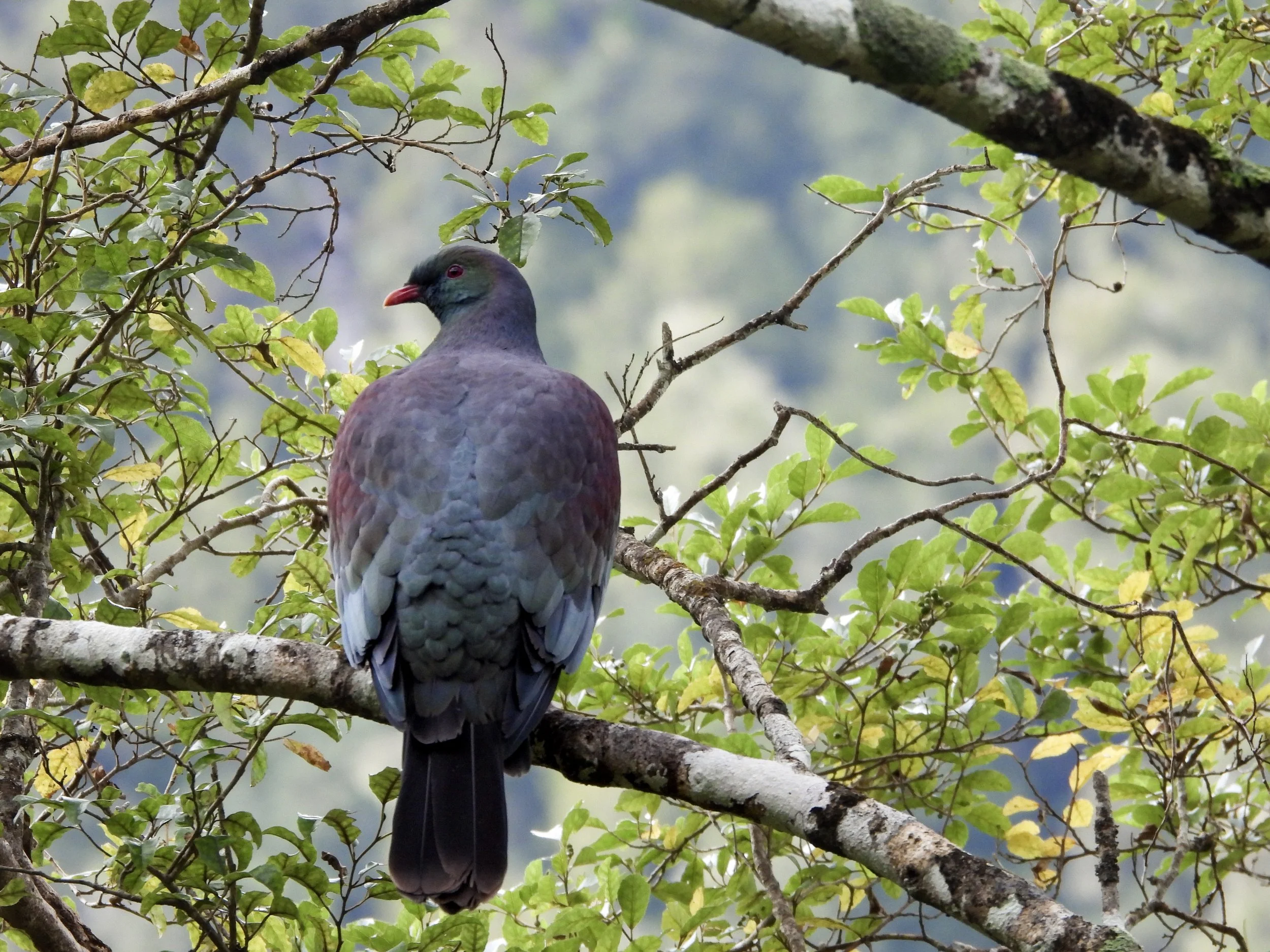 Woodpigeon.jpg